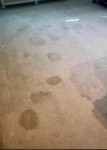 What Causes Carpet Wrinkles and How to Fix Them with Carpet Stretching