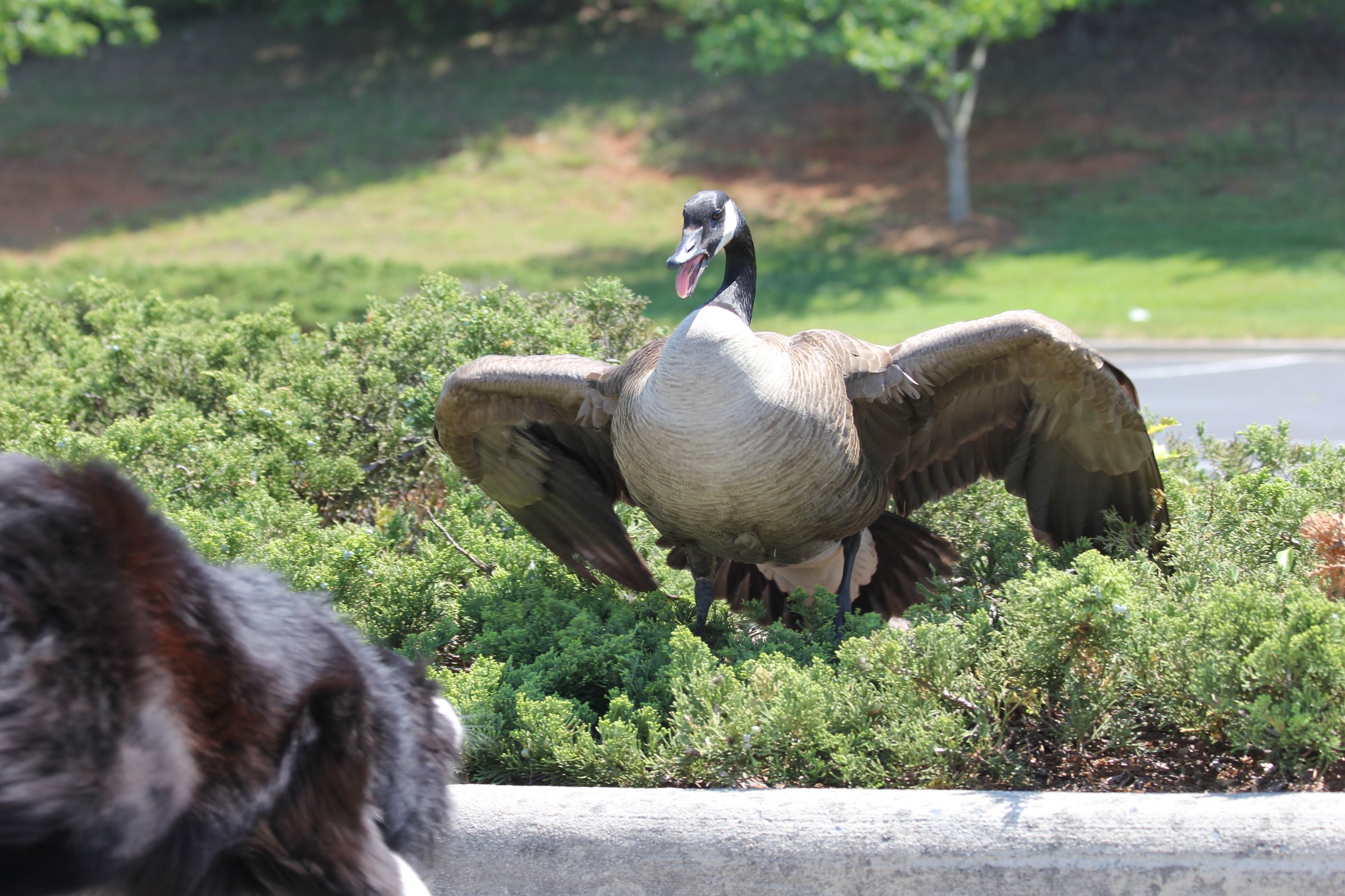 Goose Dogs | Kuykendall's | Border Collie Breeder & Trainer