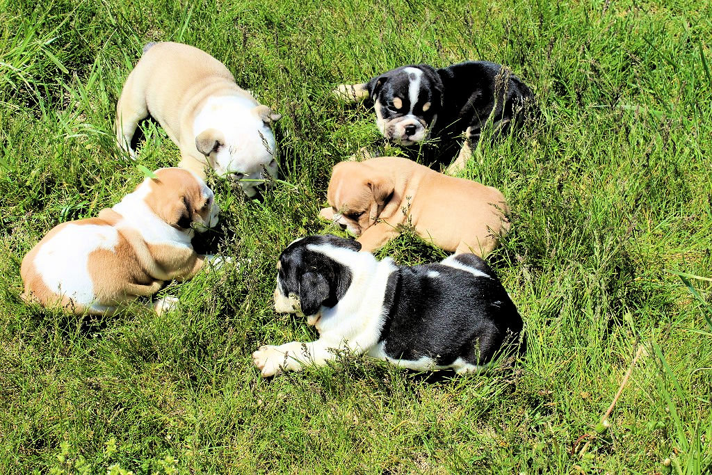 mountain feist puppies for sale in south carolina