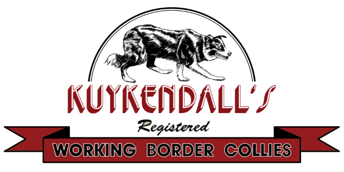Kuykendall Border Collies Logo