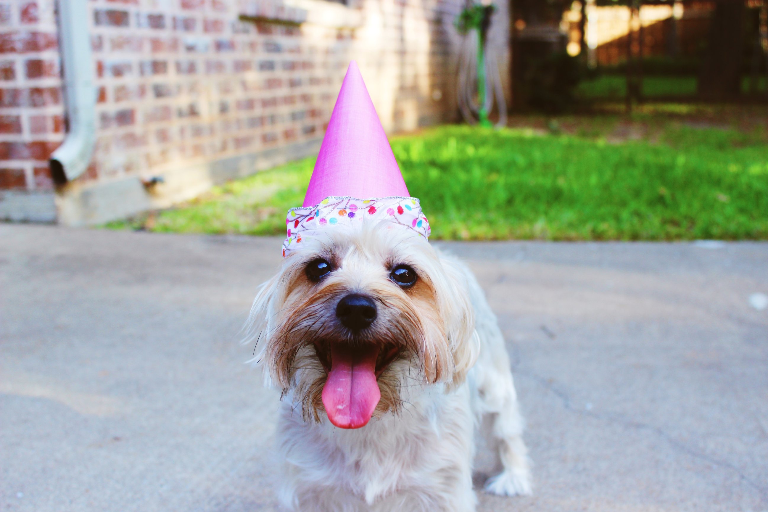 Annual and Preventative Care Greensboro Mobile Veterinary Housecalls