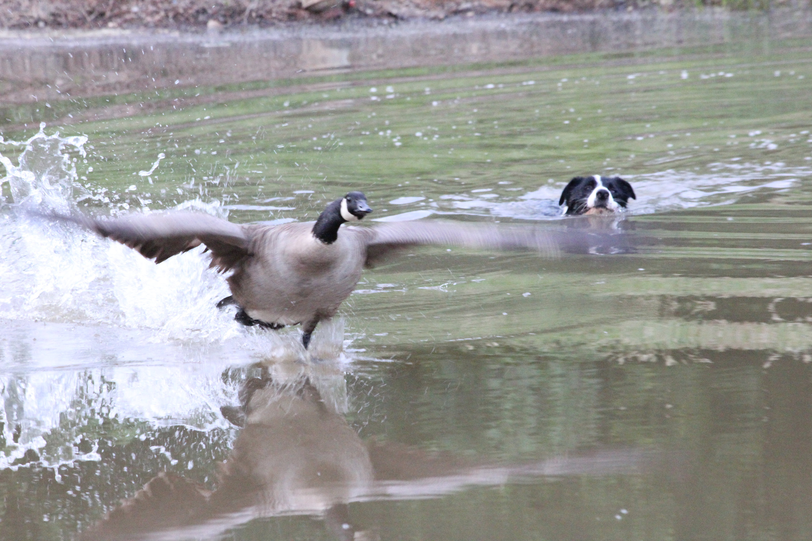 Goose Control Greensboro NC | Goose Masters | Get Rid of Geese