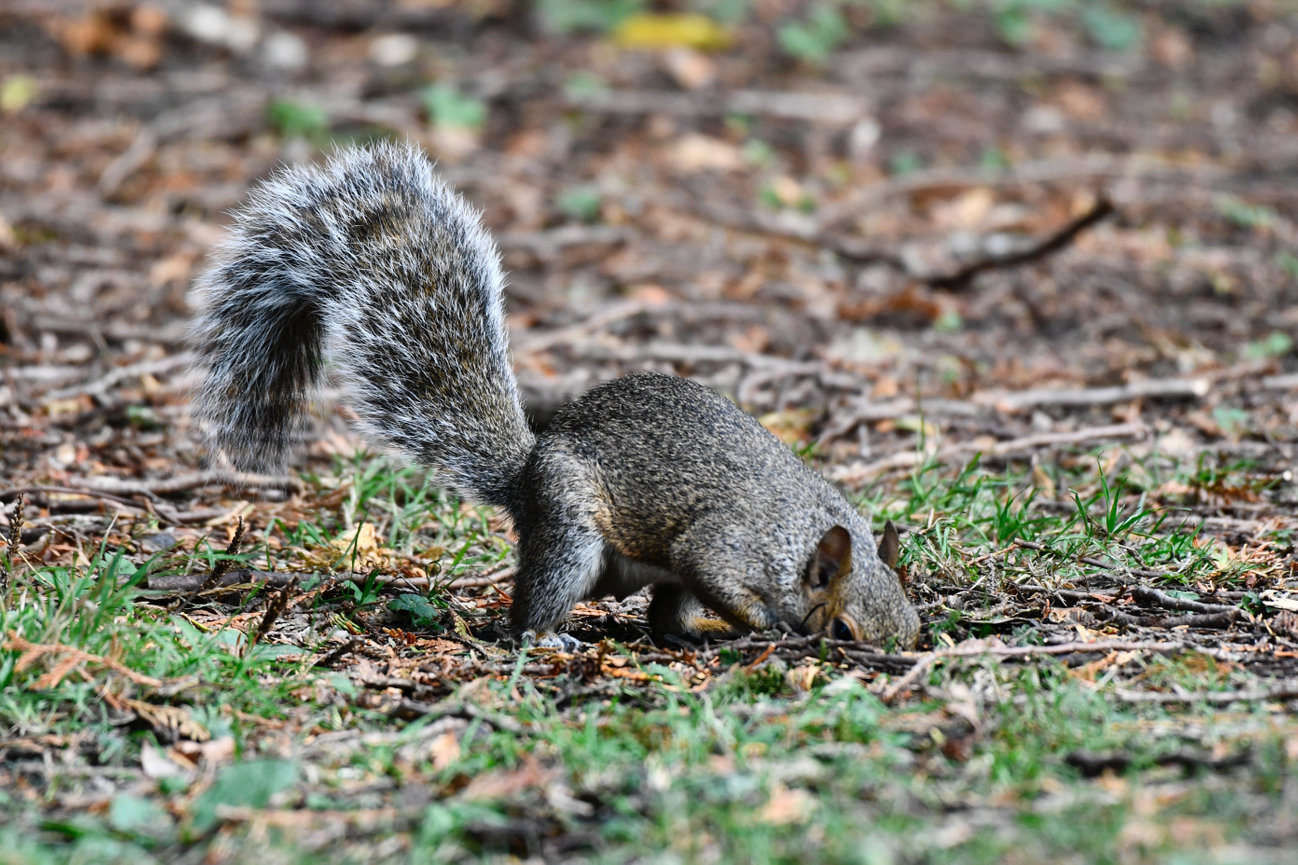 Squirrel Burying 