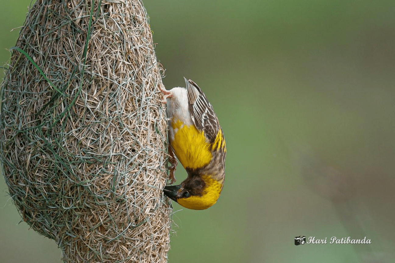 Bird nest