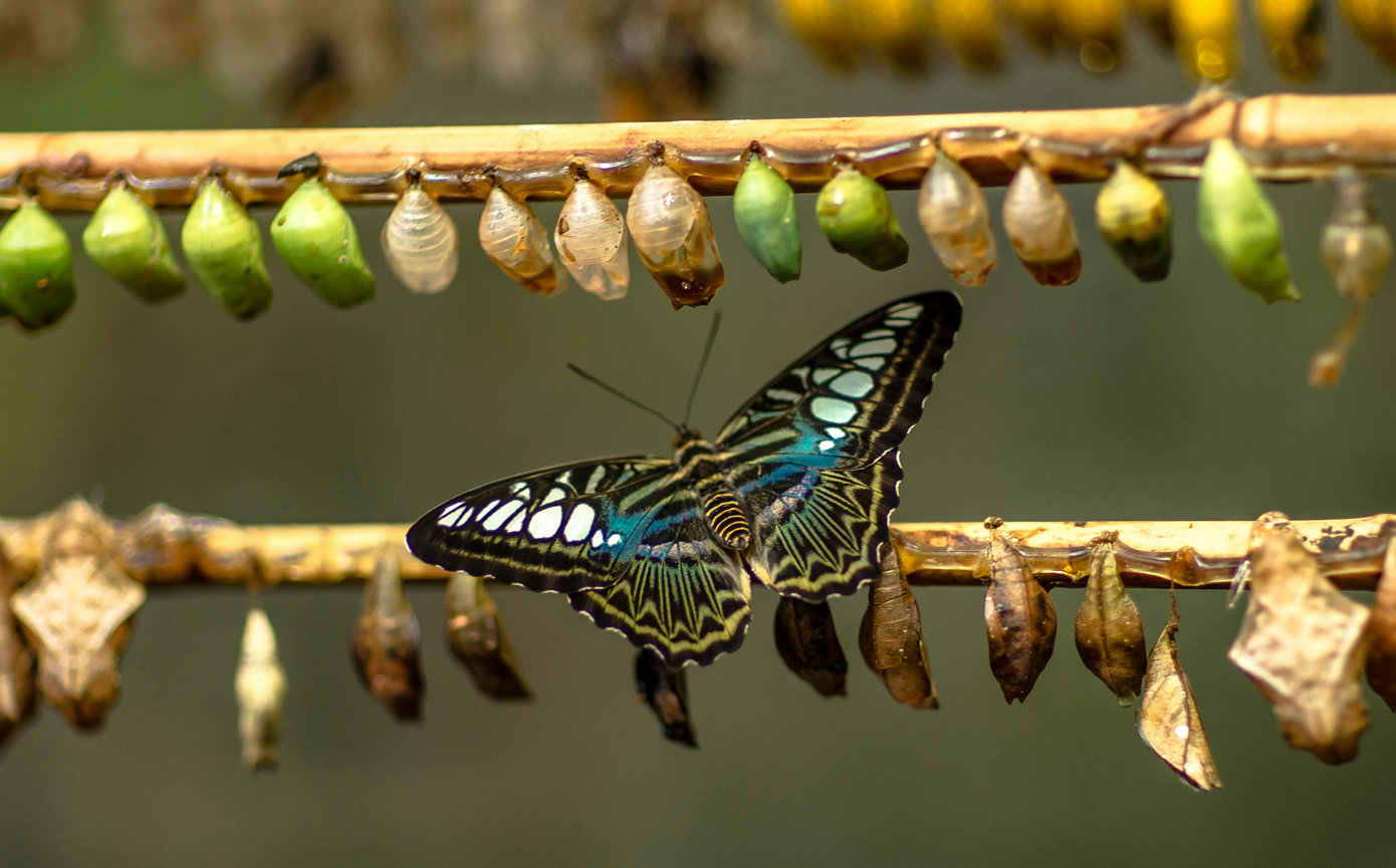 Butterflies and cocoons