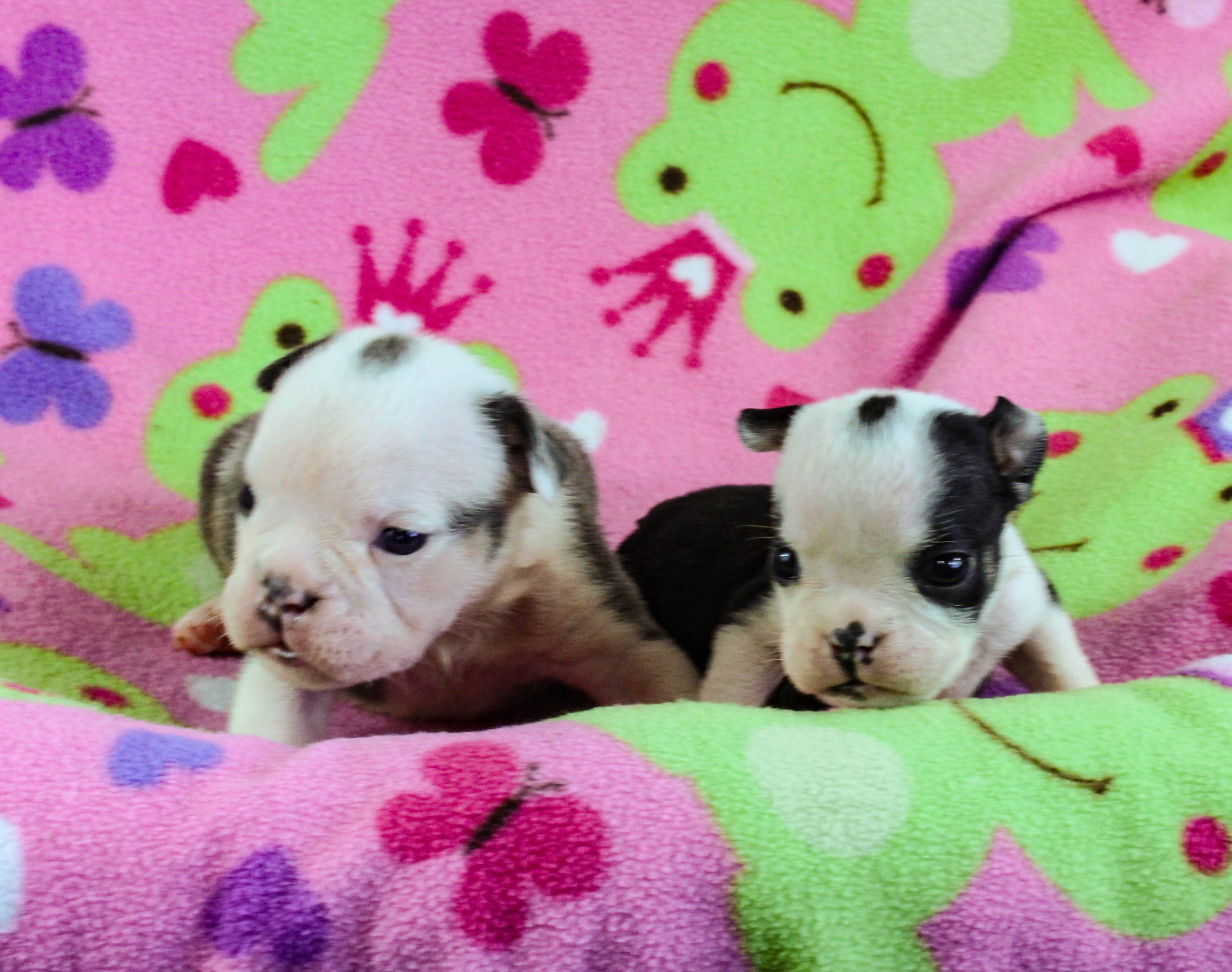 Home of the Smaller AKC English Bulldog Puppies - Newbies