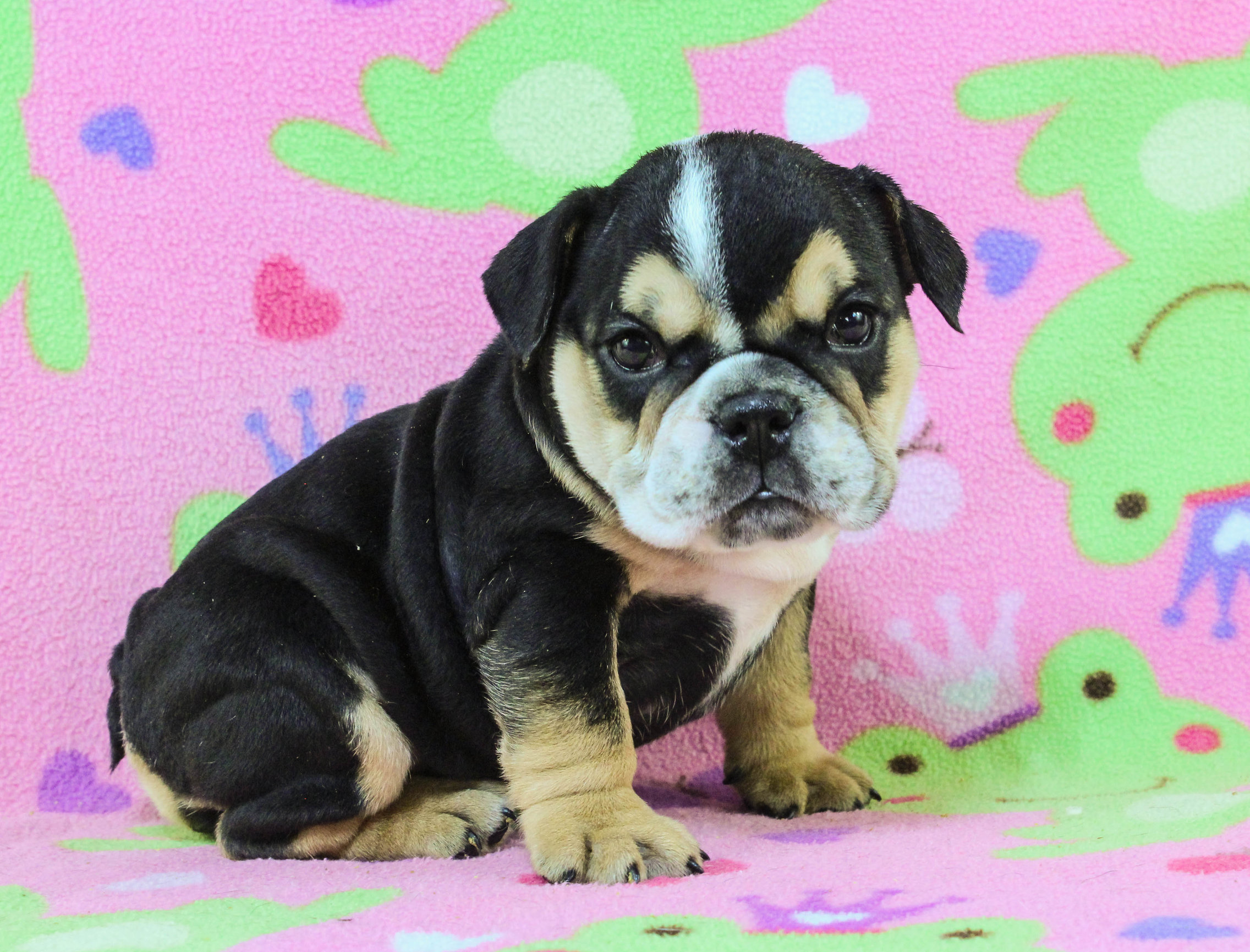 Home of the Smaller AKC English Bulldog Puppies - Newbies