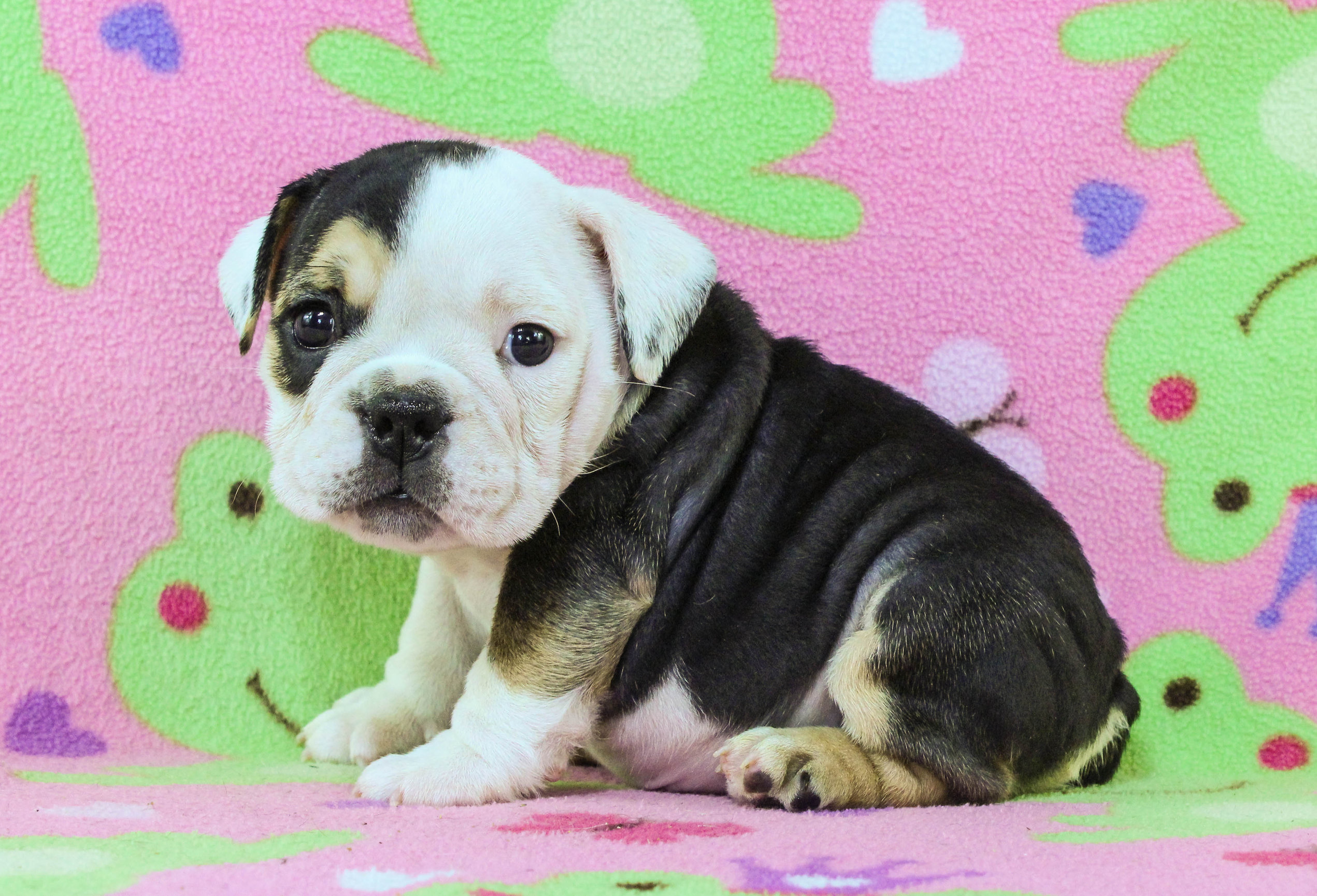 Home of the Smaller AKC English Bulldog Puppies - Newbies