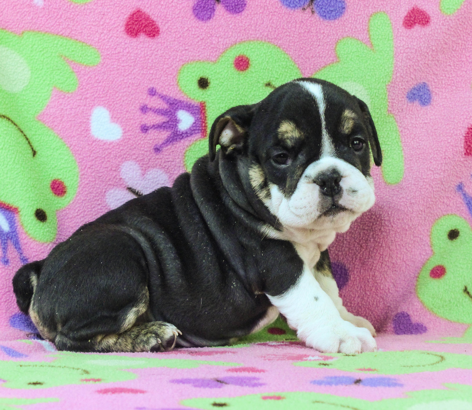 Home of the Smaller AKC English Bulldog Puppies - Newbies