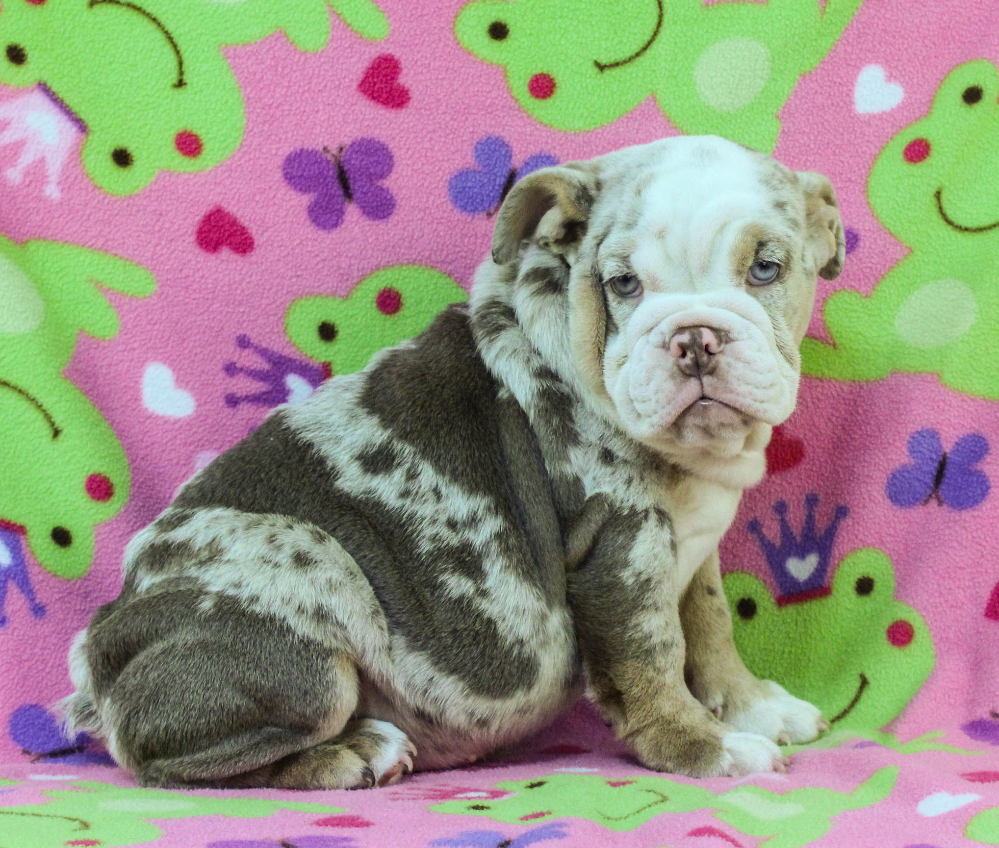 Home of the Smaller AKC English Bulldog Puppies - Newbies