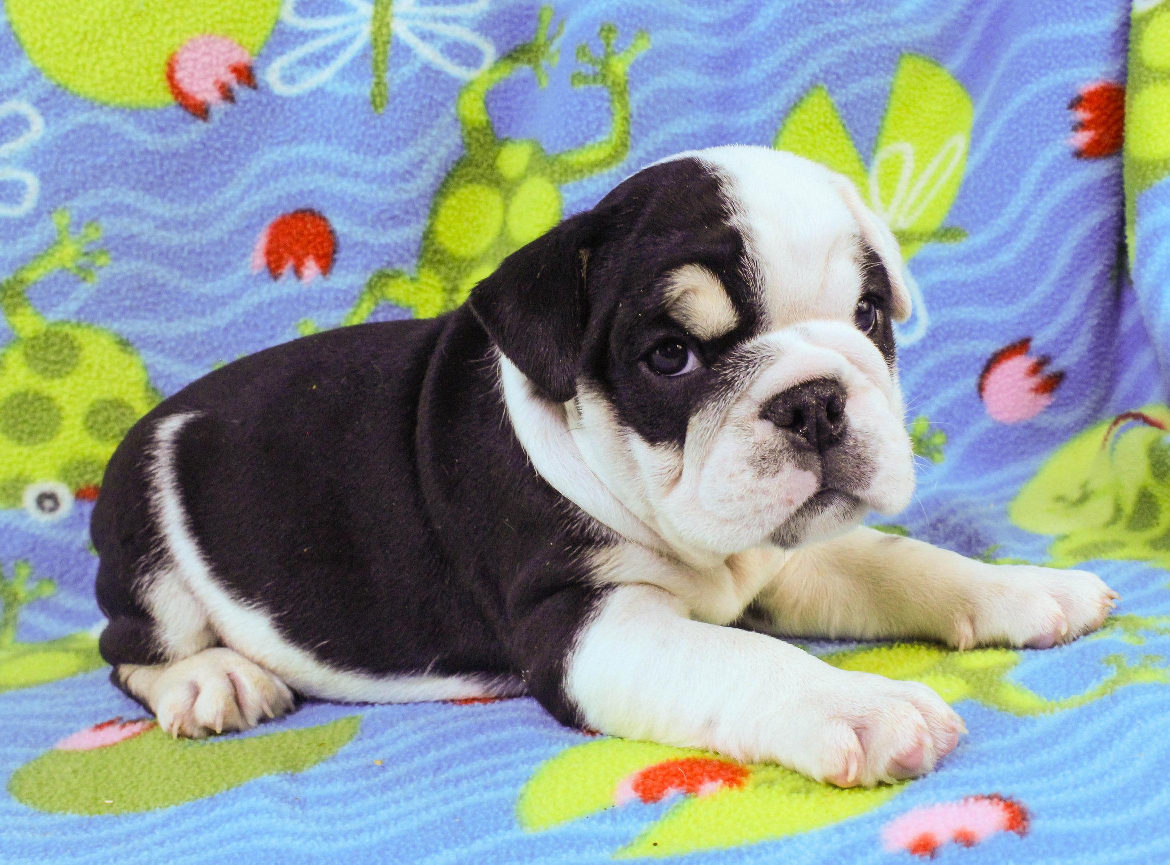 Home of the Smaller AKC English Bulldog Puppies - Newbies