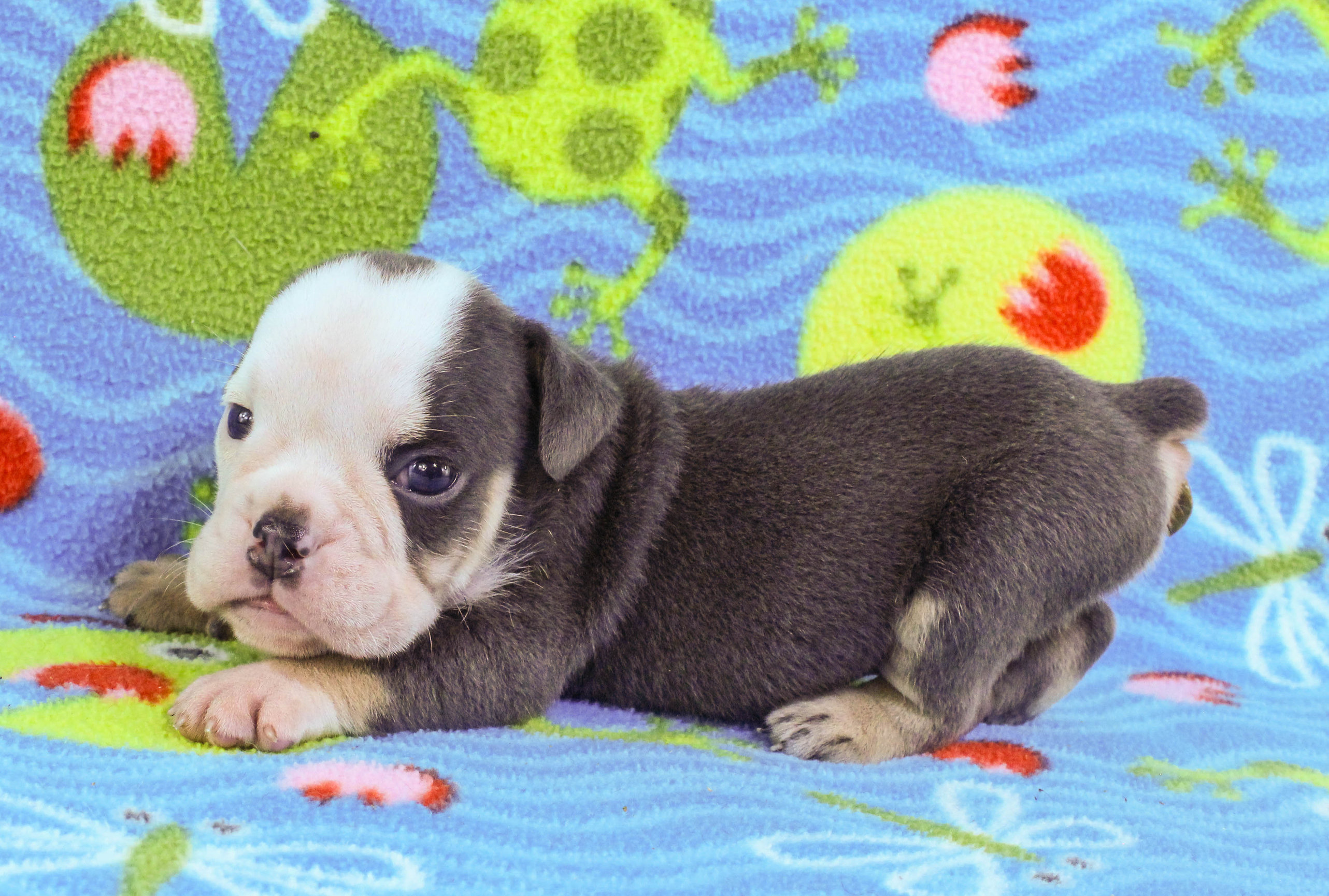 Home of the Smaller AKC English Bulldog Puppies - Newbies