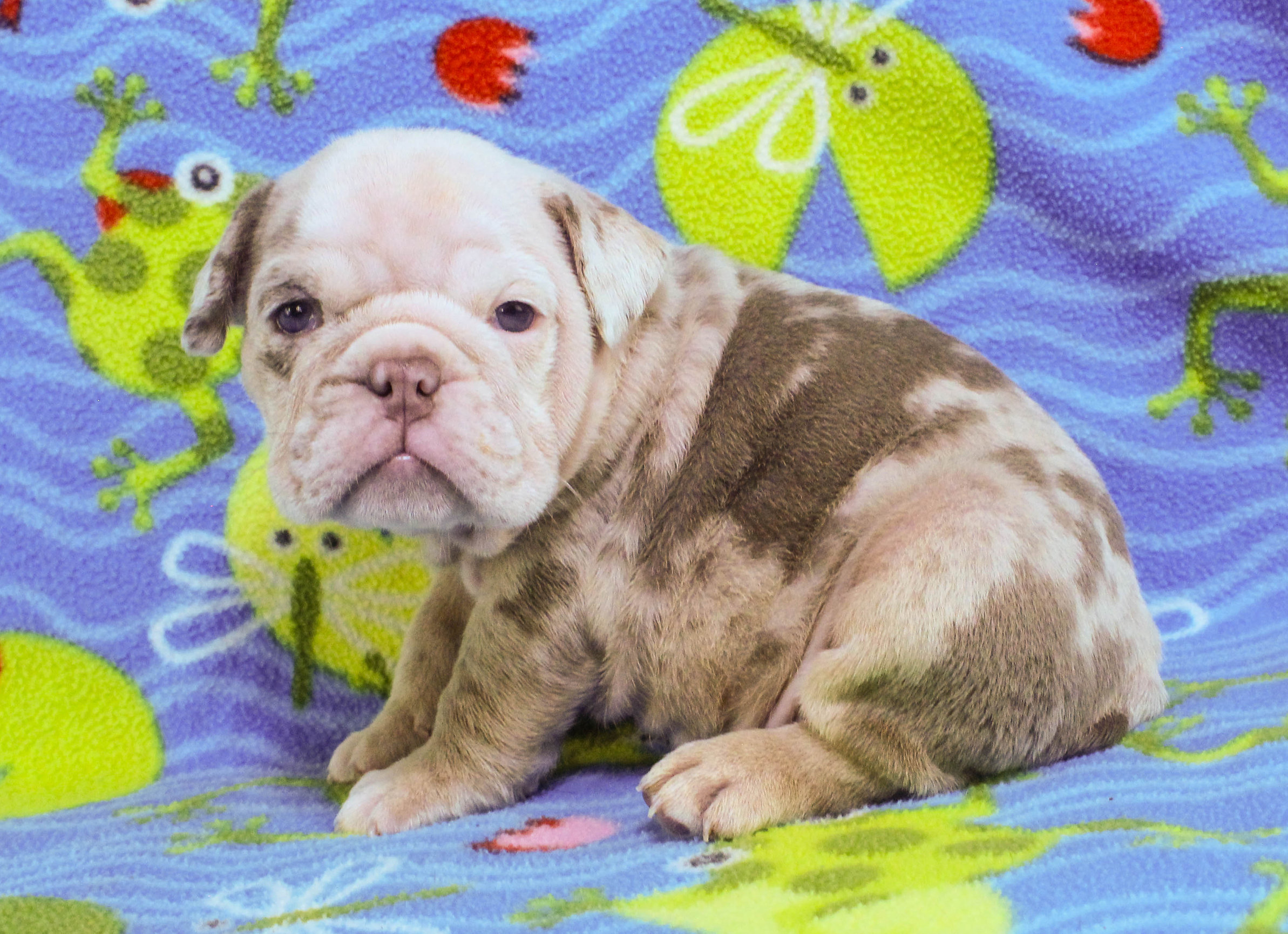 Home of the Smaller AKC English Bulldog Puppies - Newbies