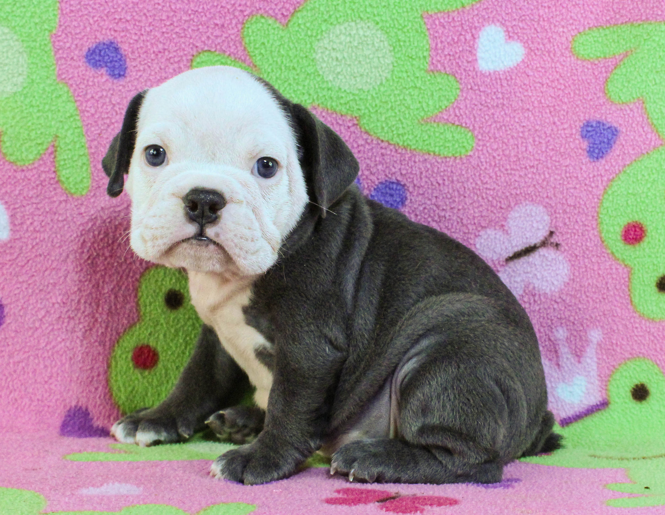 Home of the Smaller AKC English Bulldog Puppies - Newbies