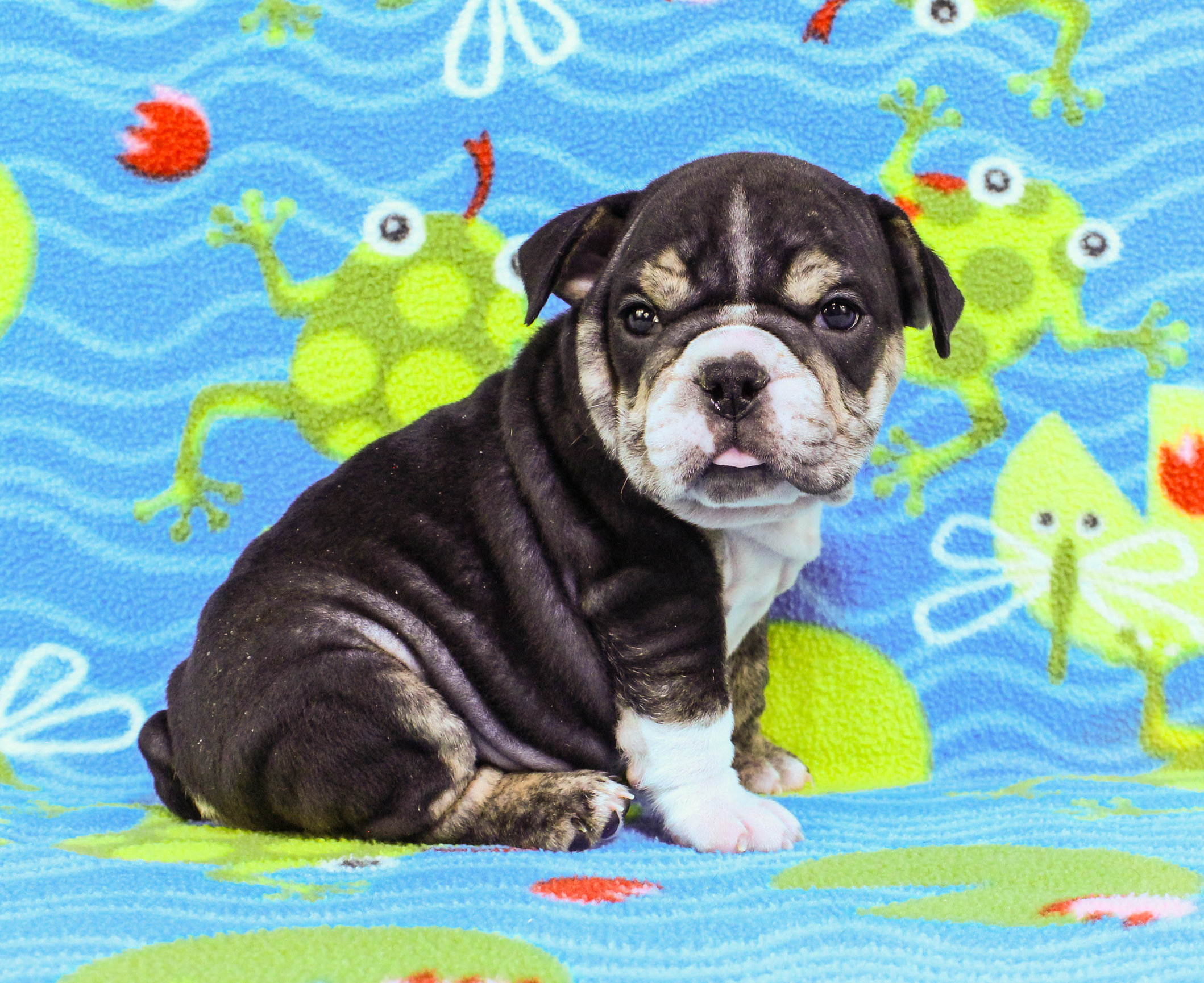 Home of the Smaller AKC English Bulldog Puppies - Newbies