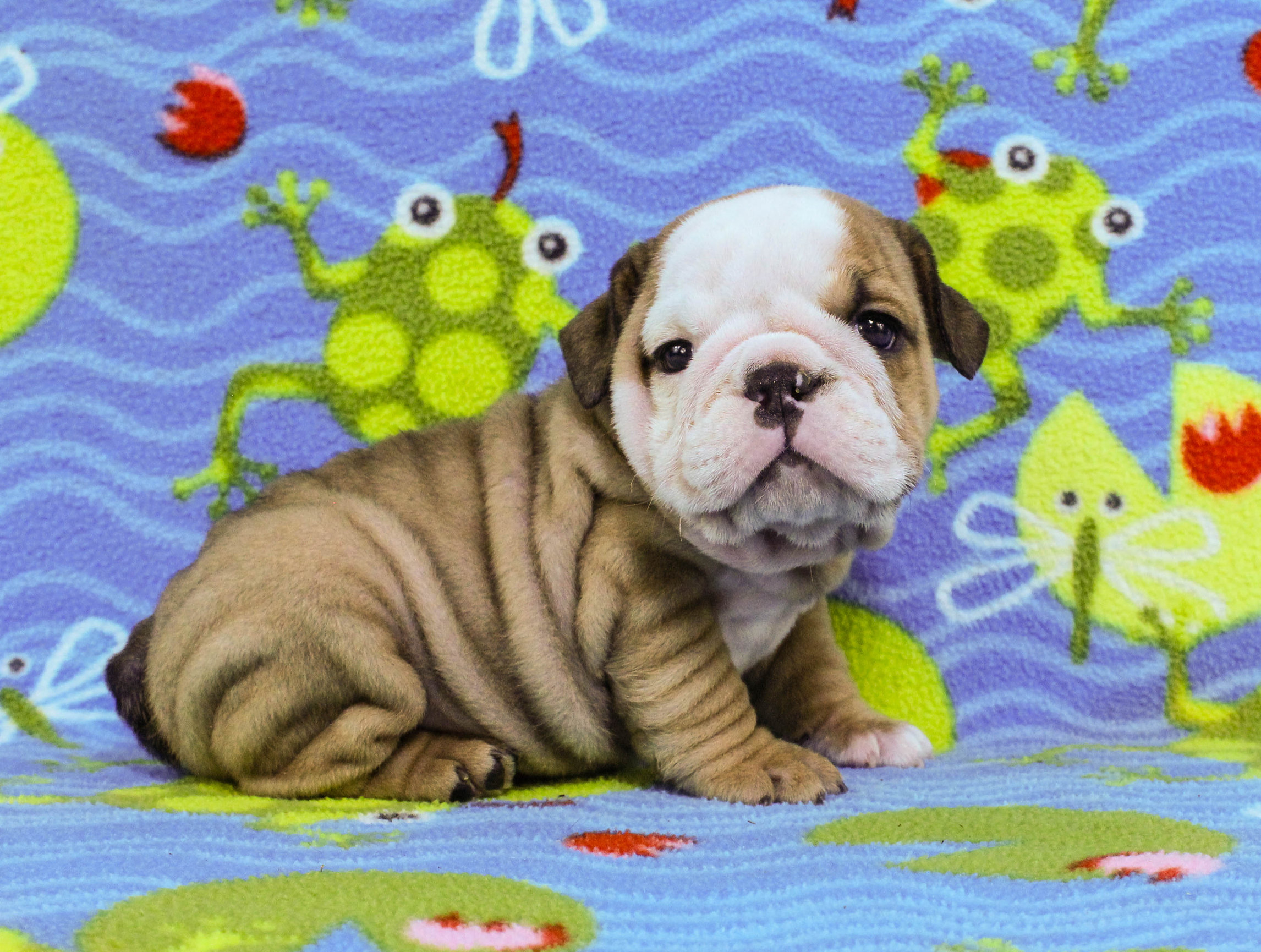 Home of the Smaller AKC English Bulldog Puppies - Newbies