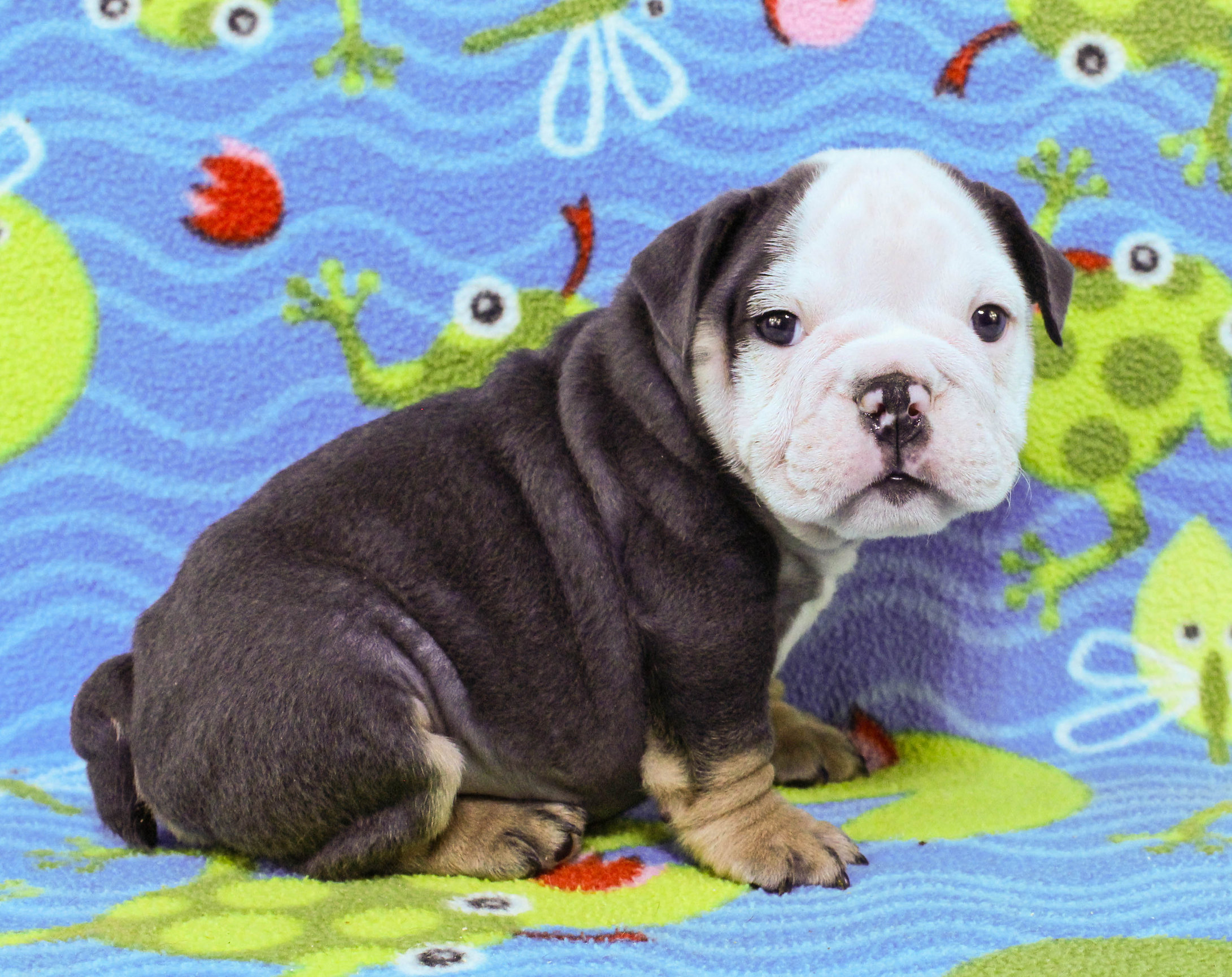 Home of the Smaller AKC English Bulldog Puppies - Newbies