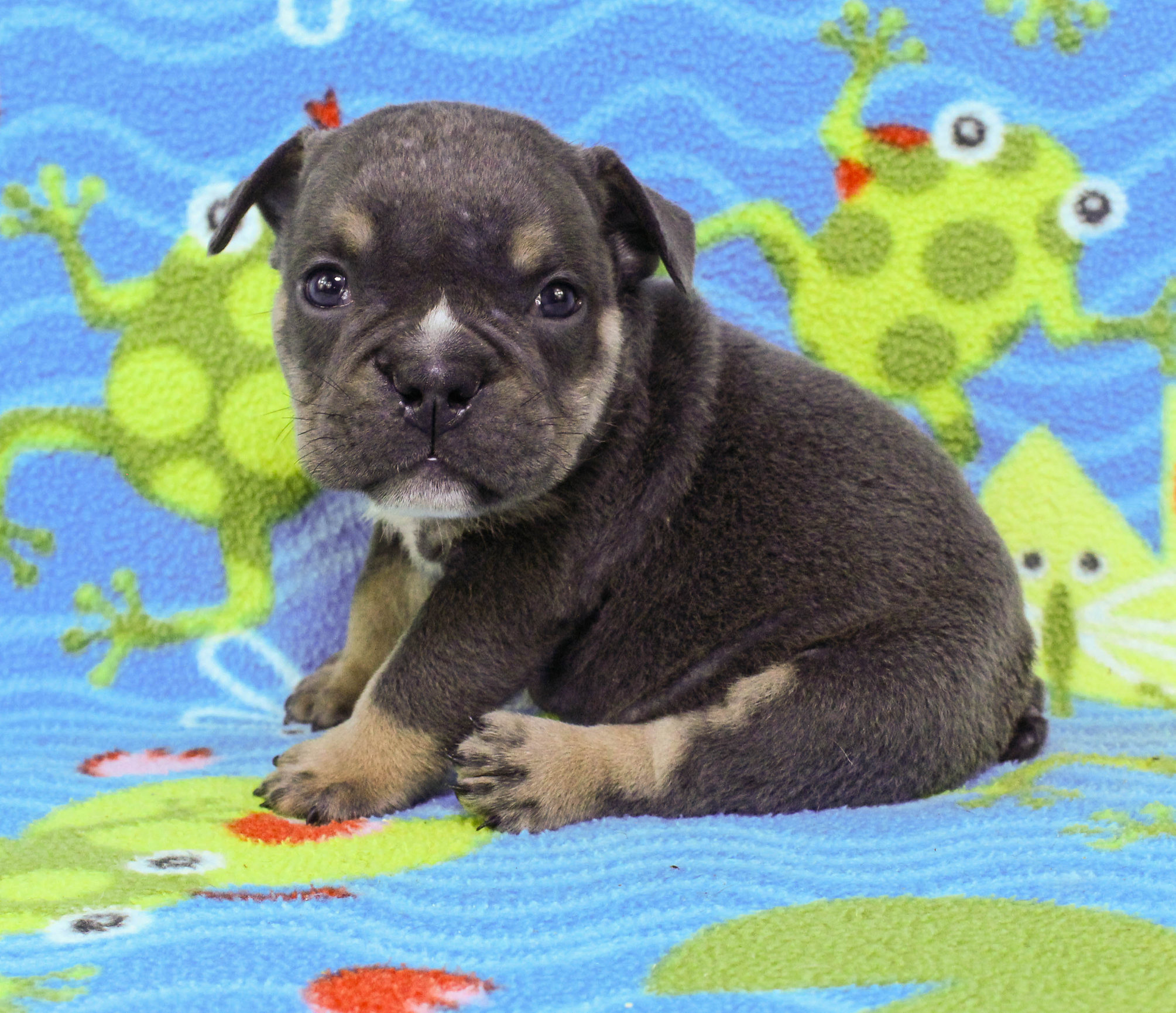 Home of the Smaller AKC English Bulldog Puppies - Newbies