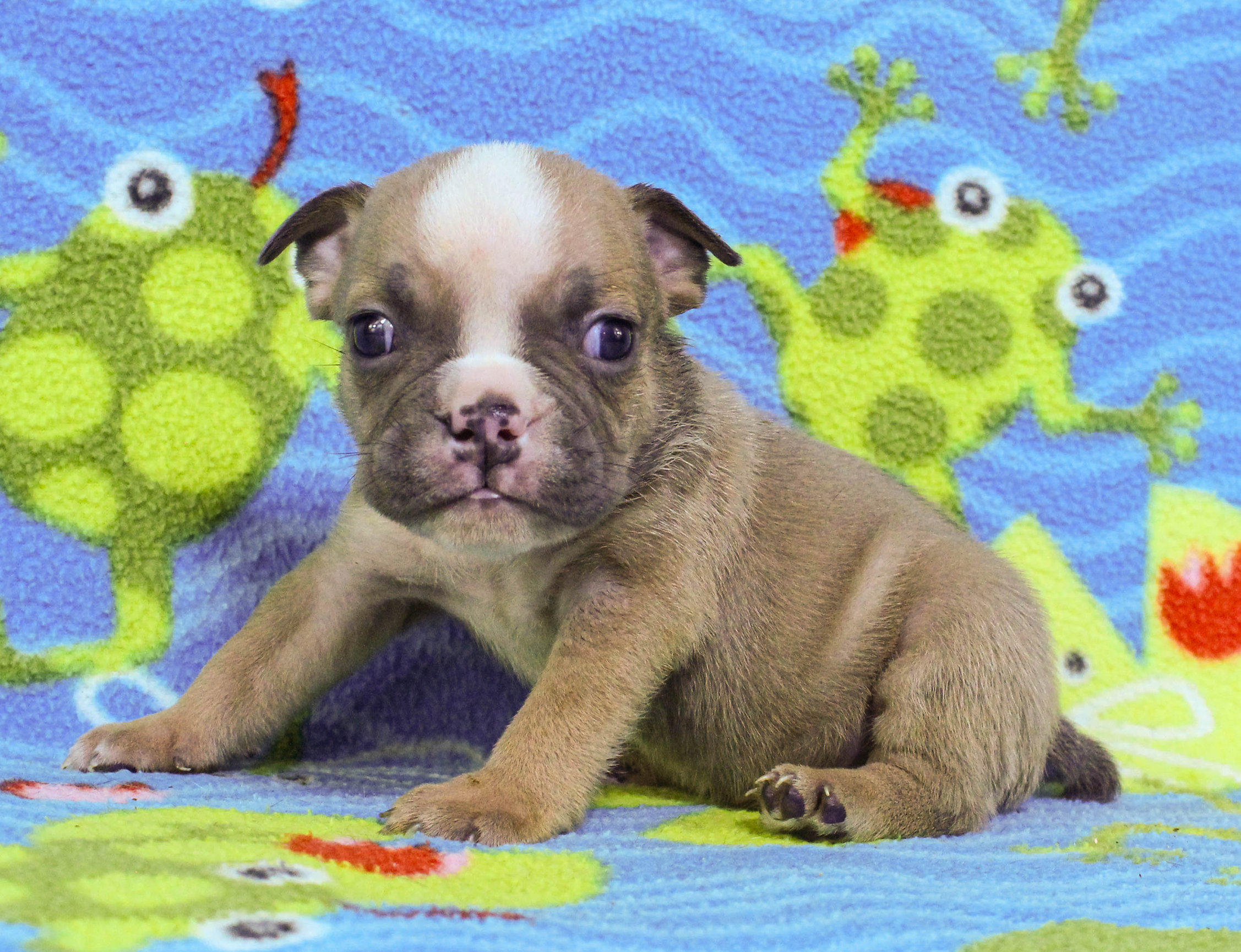 Home of the Smaller AKC English Bulldog Puppies - Newbies