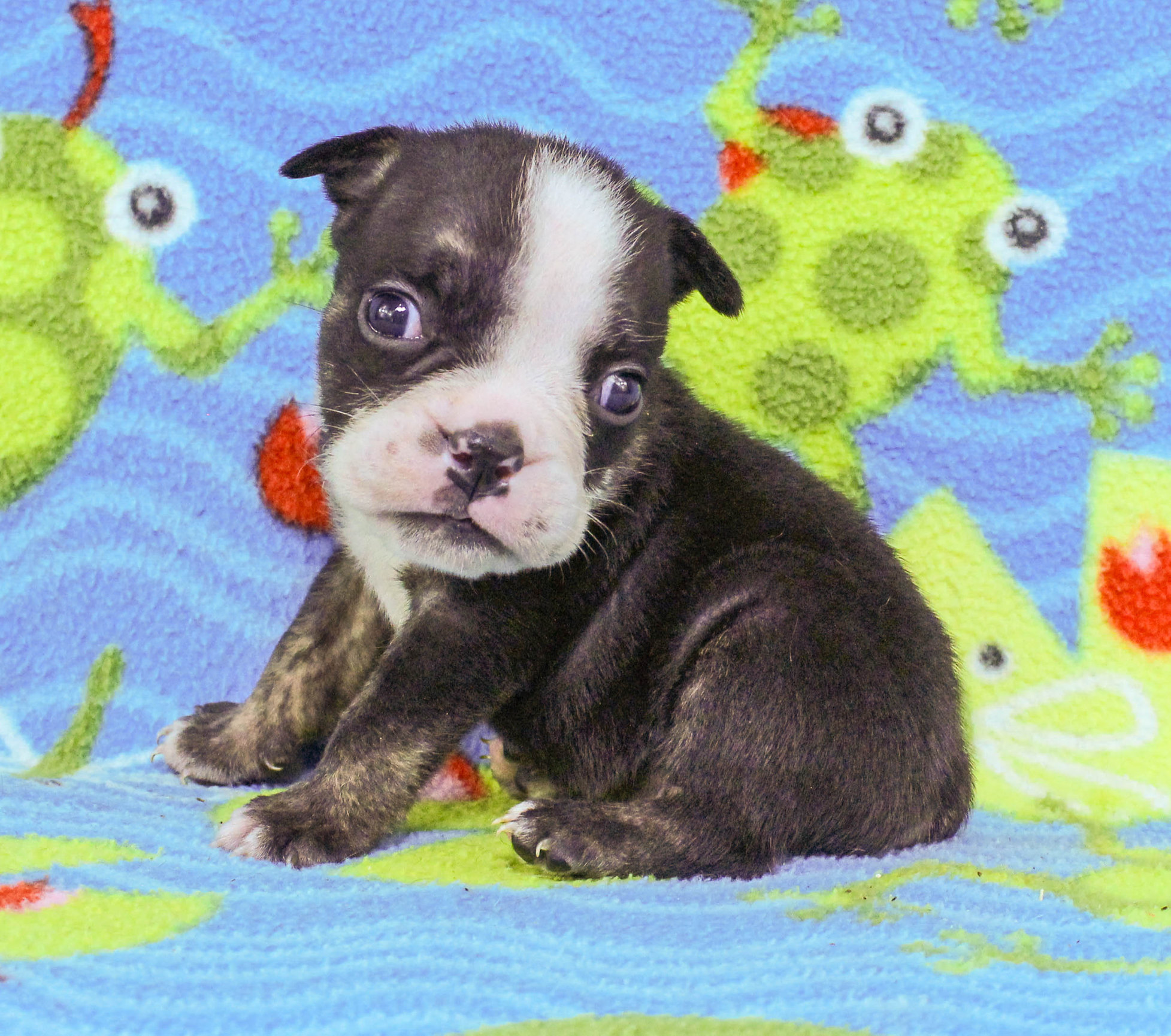 Home of the Smaller AKC English Bulldog Puppies - Newbies