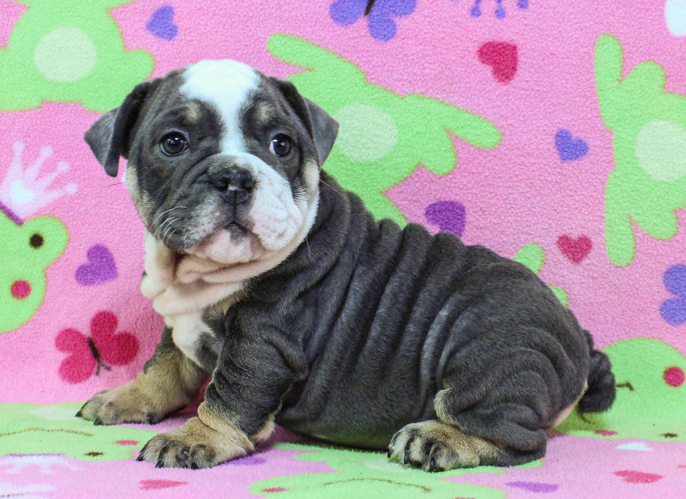 Home of the Smaller AKC English Bulldog Puppies - Newbies