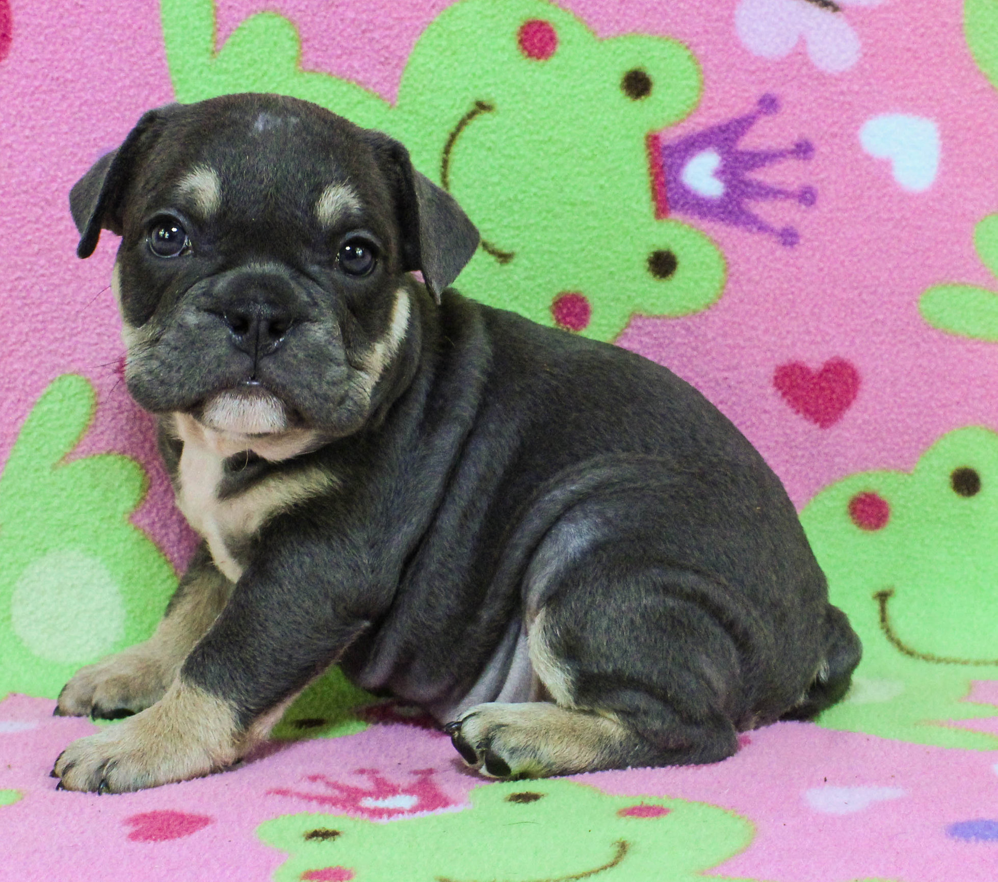 Home of the Smaller AKC English Bulldog Puppies - Newbies