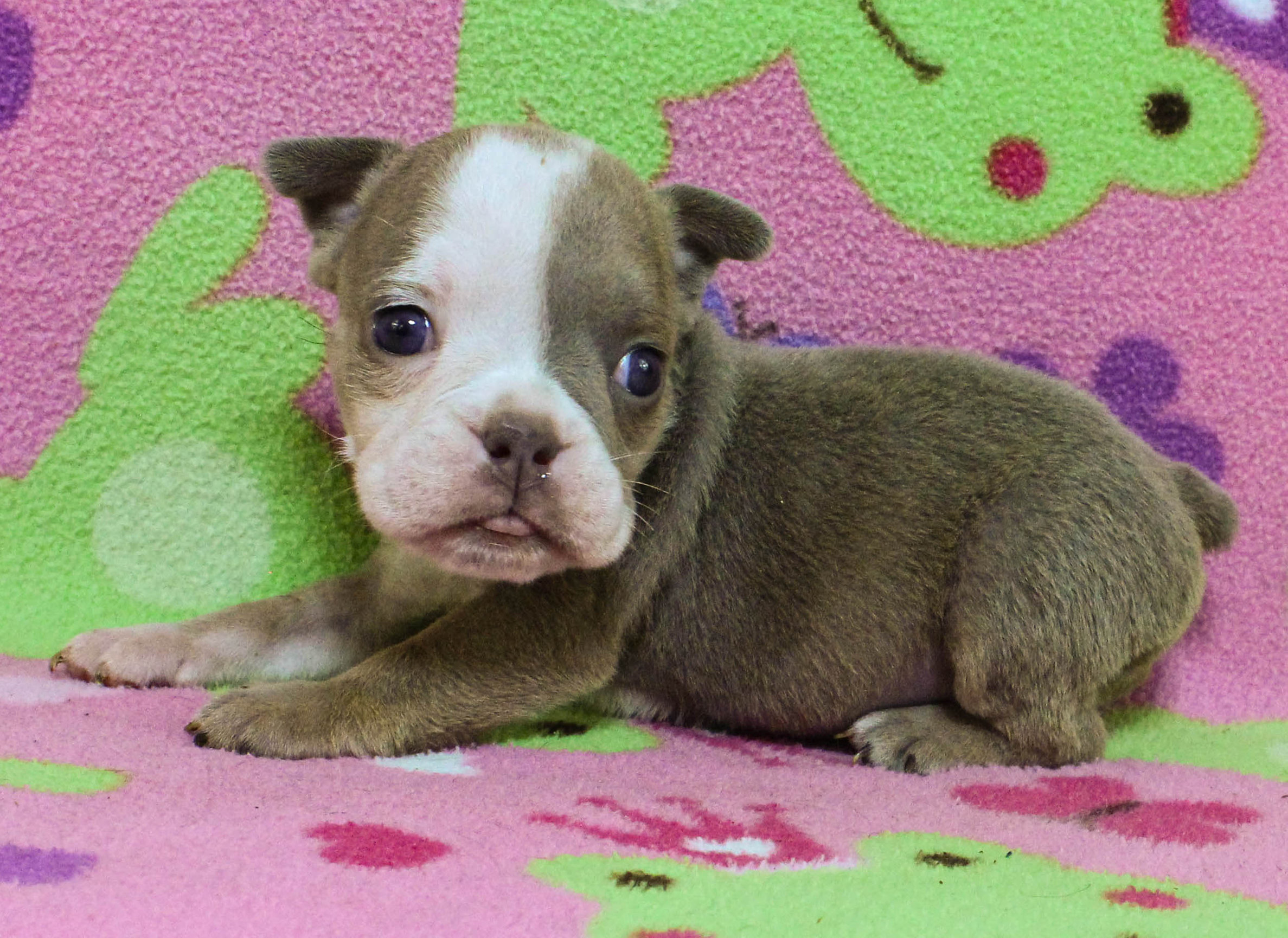 Home of the Smaller AKC English Bulldog Puppies - Newbies