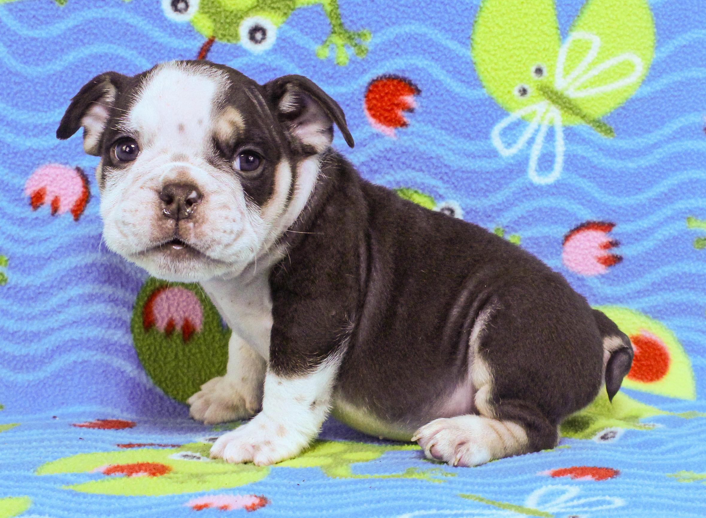 Home of the Smaller AKC English Bulldog Puppies - Newbies