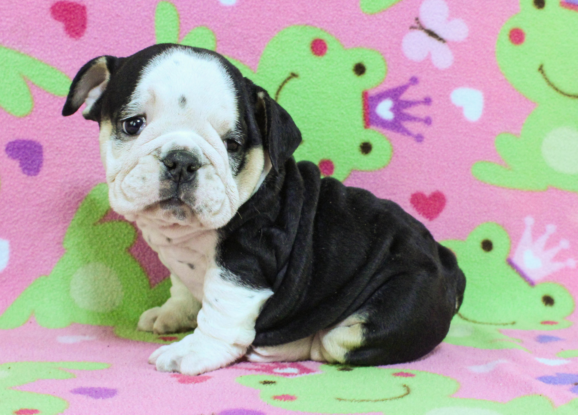 Home of the Smaller AKC English Bulldog Puppies - Newbies