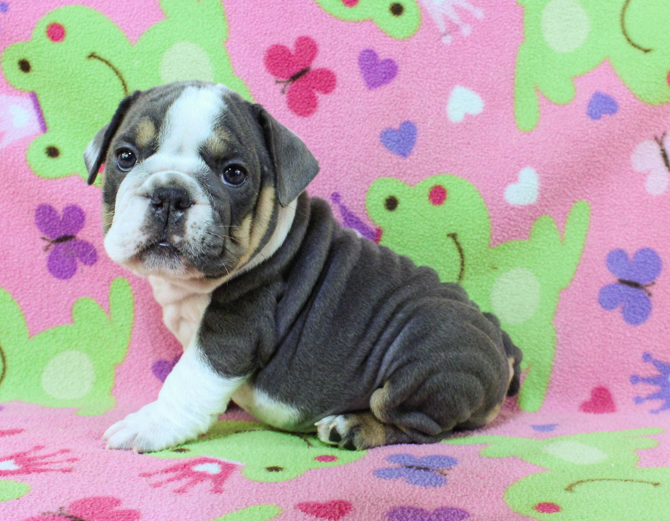 Home of the Smaller AKC English Bulldog Puppies - Newbies