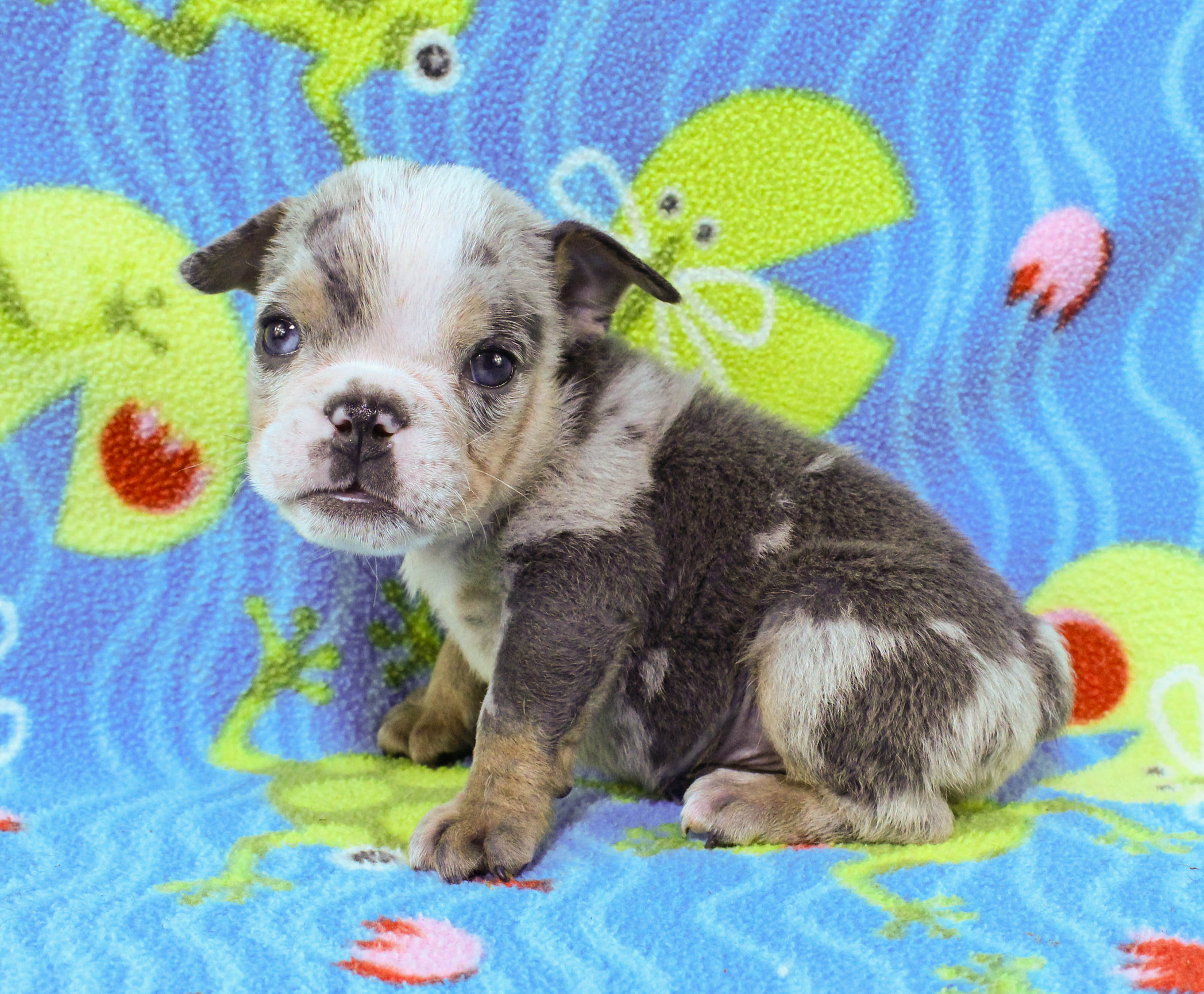 Home of the Smaller AKC English Bulldog Puppies - Newbies