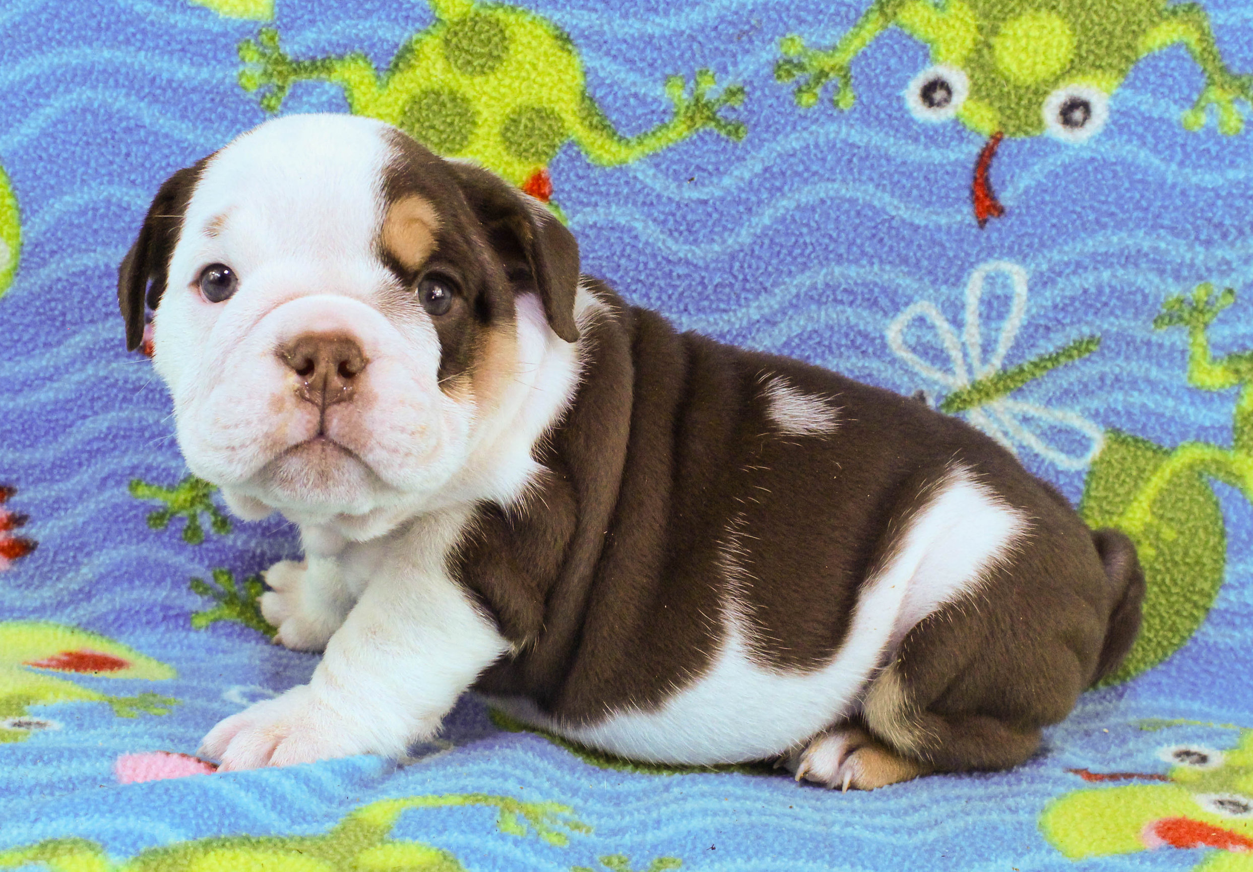 Home of the Smaller AKC English Bulldog Puppies - Newbies