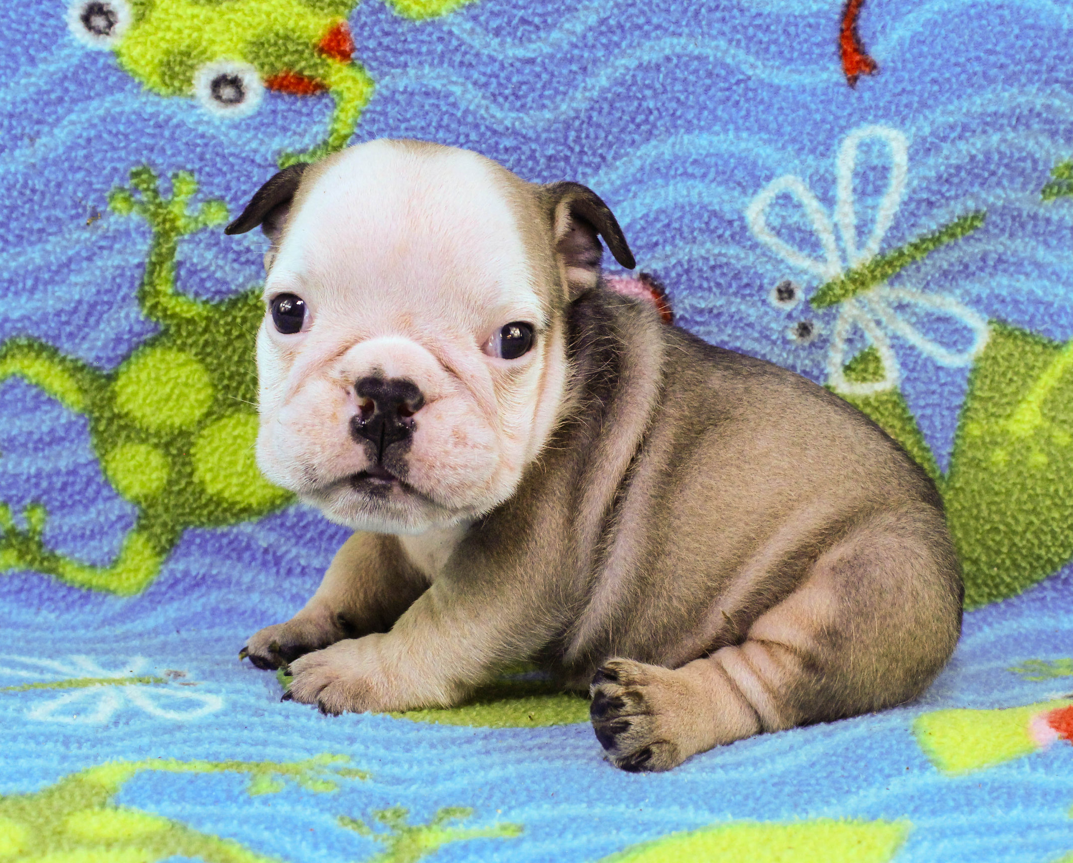 Home of the Smaller AKC English Bulldog Puppies - Newbies