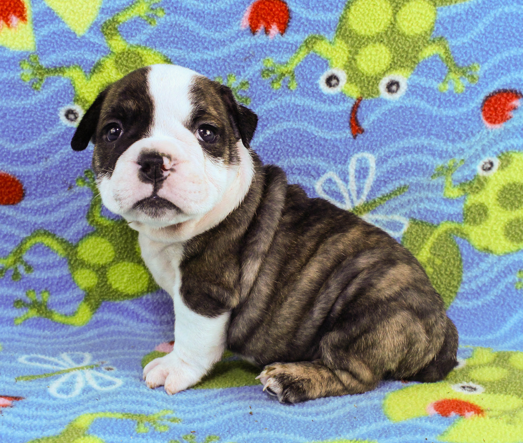 Home of the Smaller AKC English Bulldog Puppies - Newbies