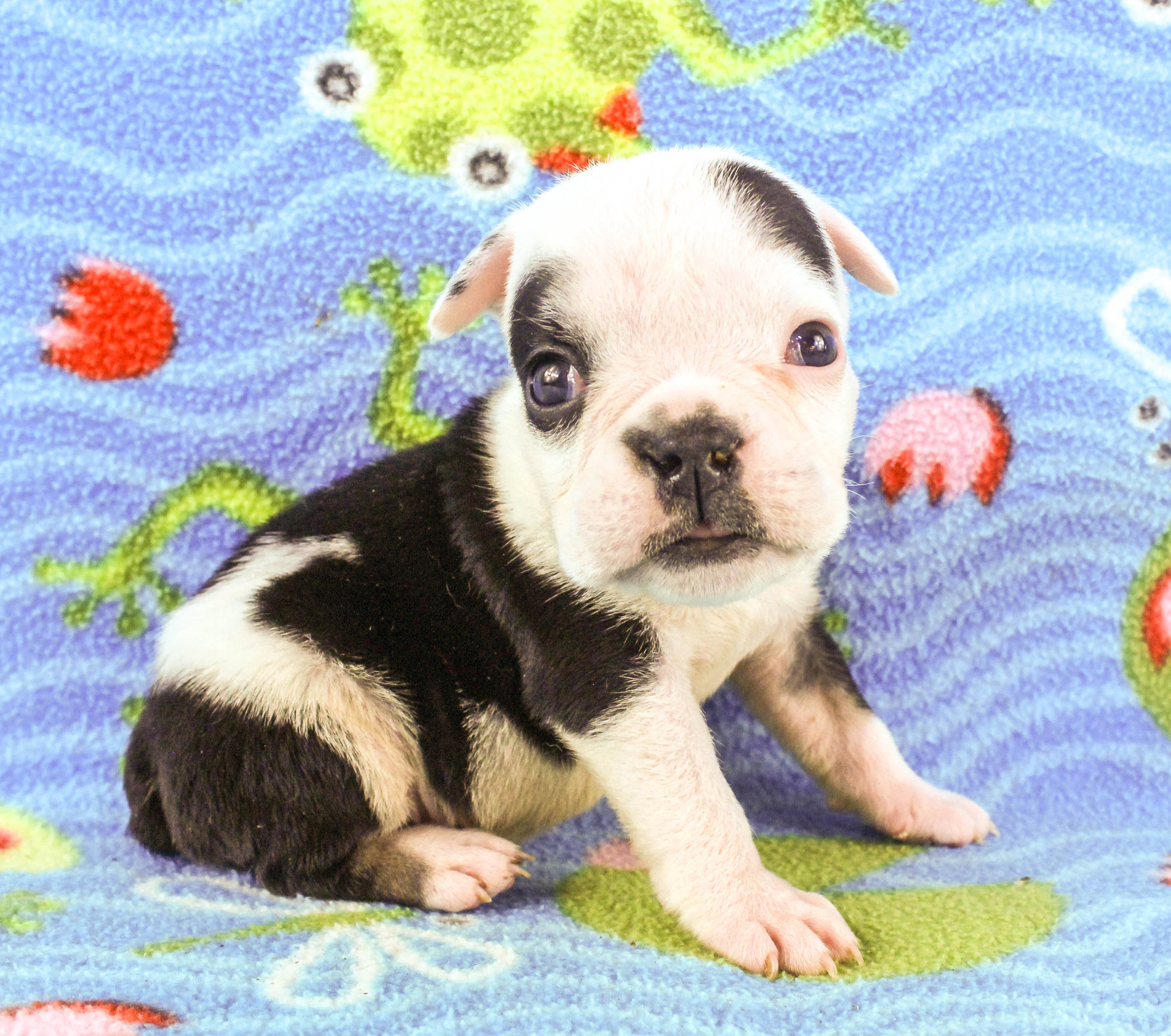 Home of the Smaller AKC English Bulldog Puppies - Newbies