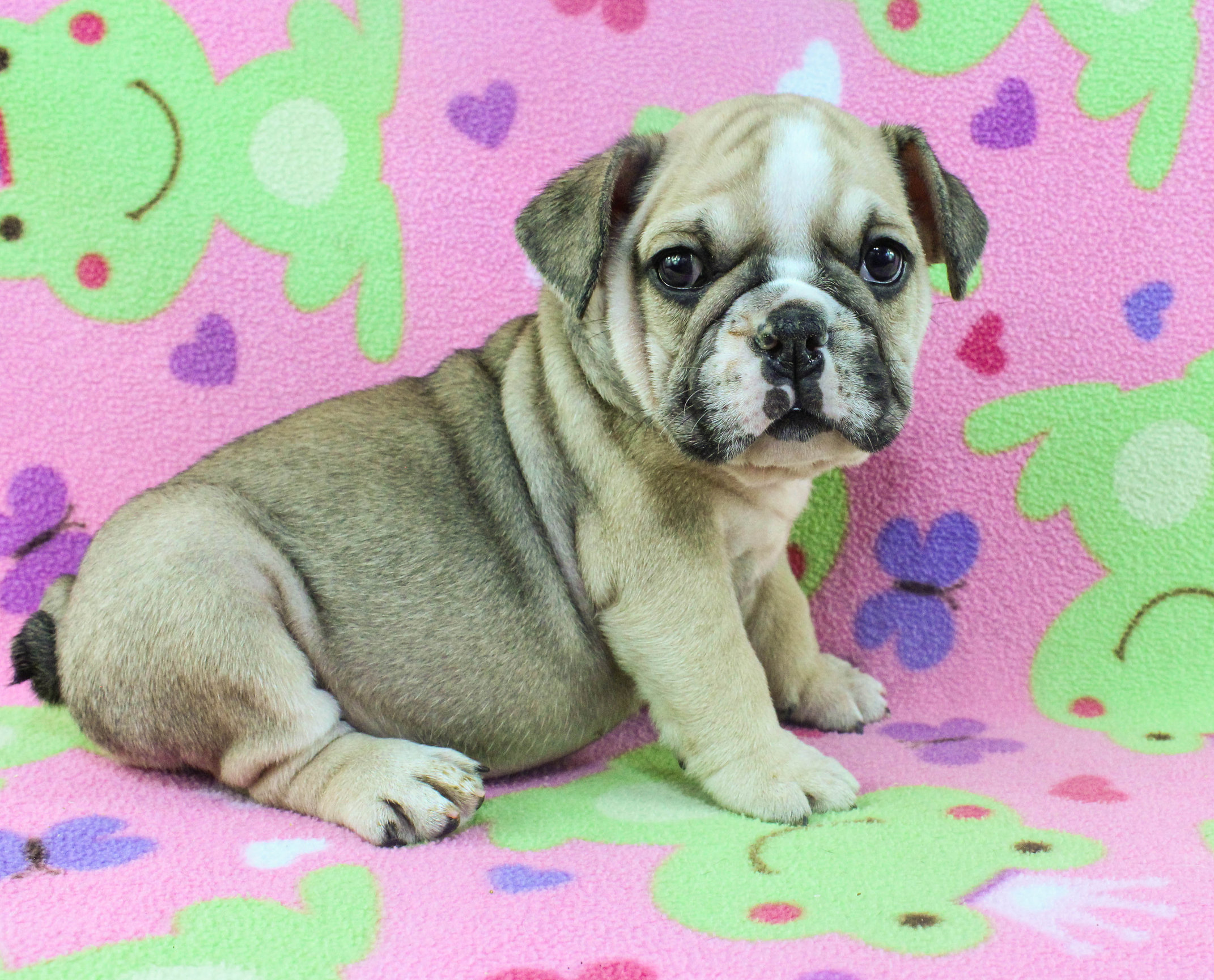 Home of the Smaller AKC English Bulldog Puppies - Newbies