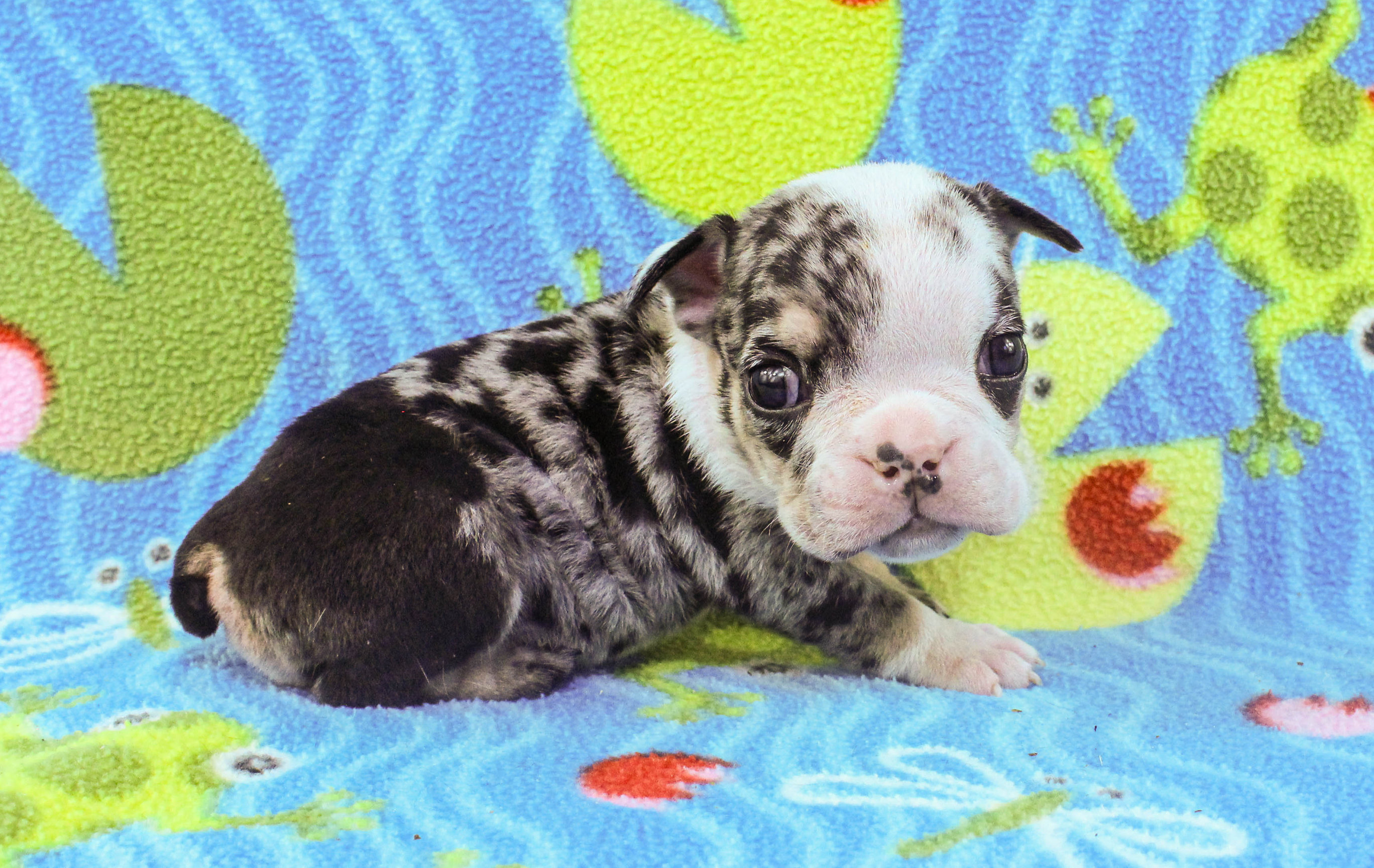 Home of the Smaller AKC English Bulldog Puppies - Newbies