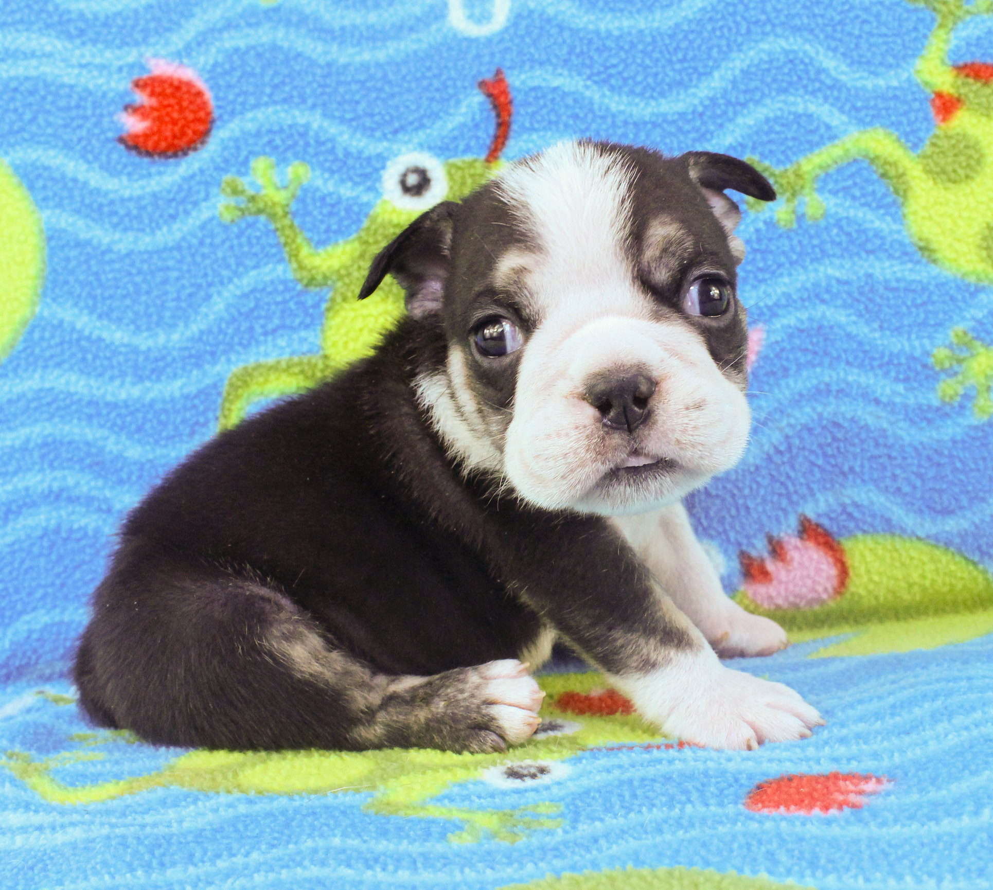 Home of the Smaller AKC English Bulldog Puppies - Newbies