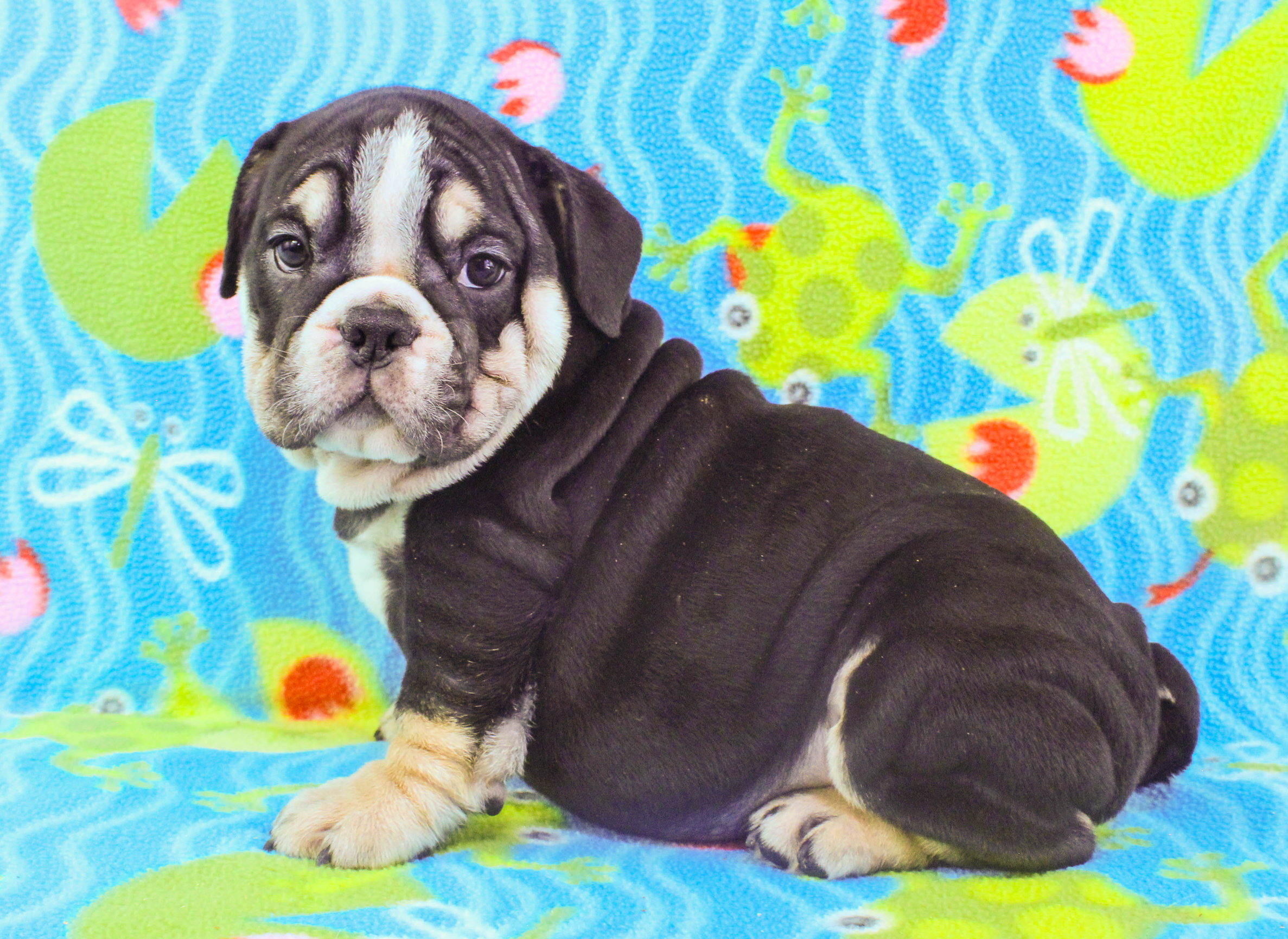 Home of the Smaller AKC English Bulldog Puppies - Newbies