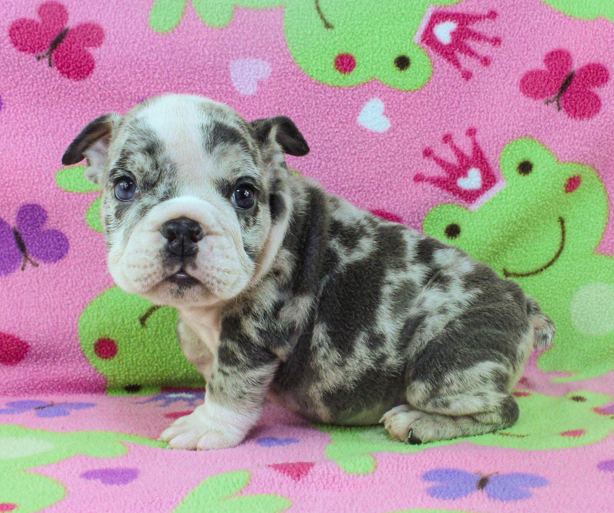 Home of the Smaller AKC English Bulldog Puppies - Newbies