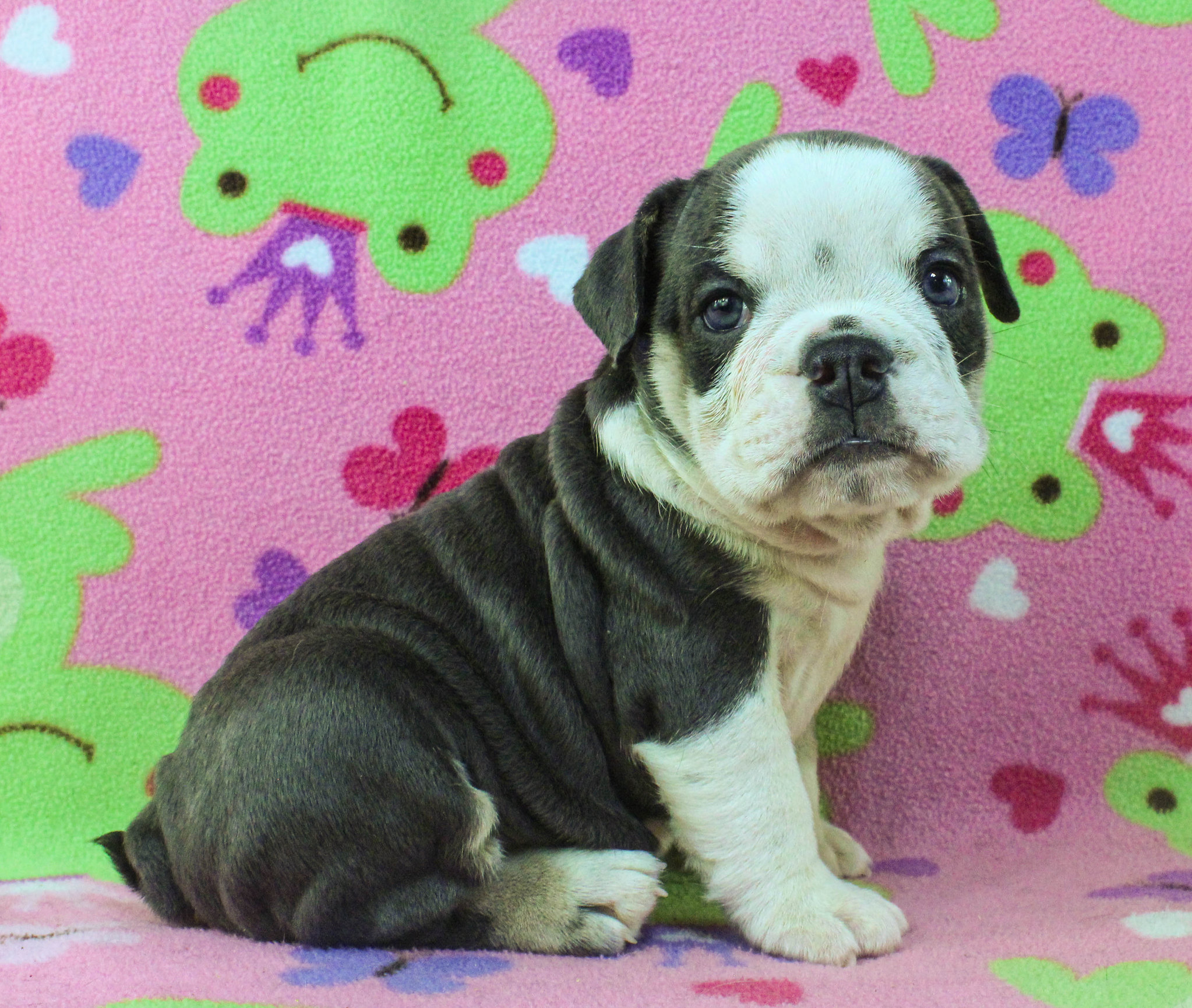 Home of the Smaller AKC English Bulldog Puppies - Newbies