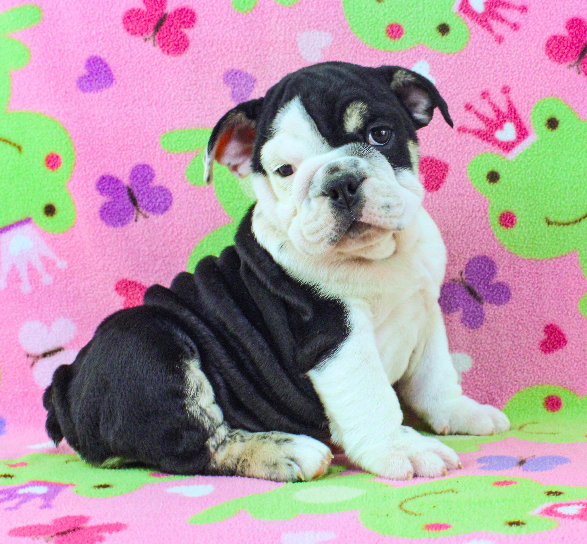 Home of the Smaller AKC English Bulldog Puppies - Newbies