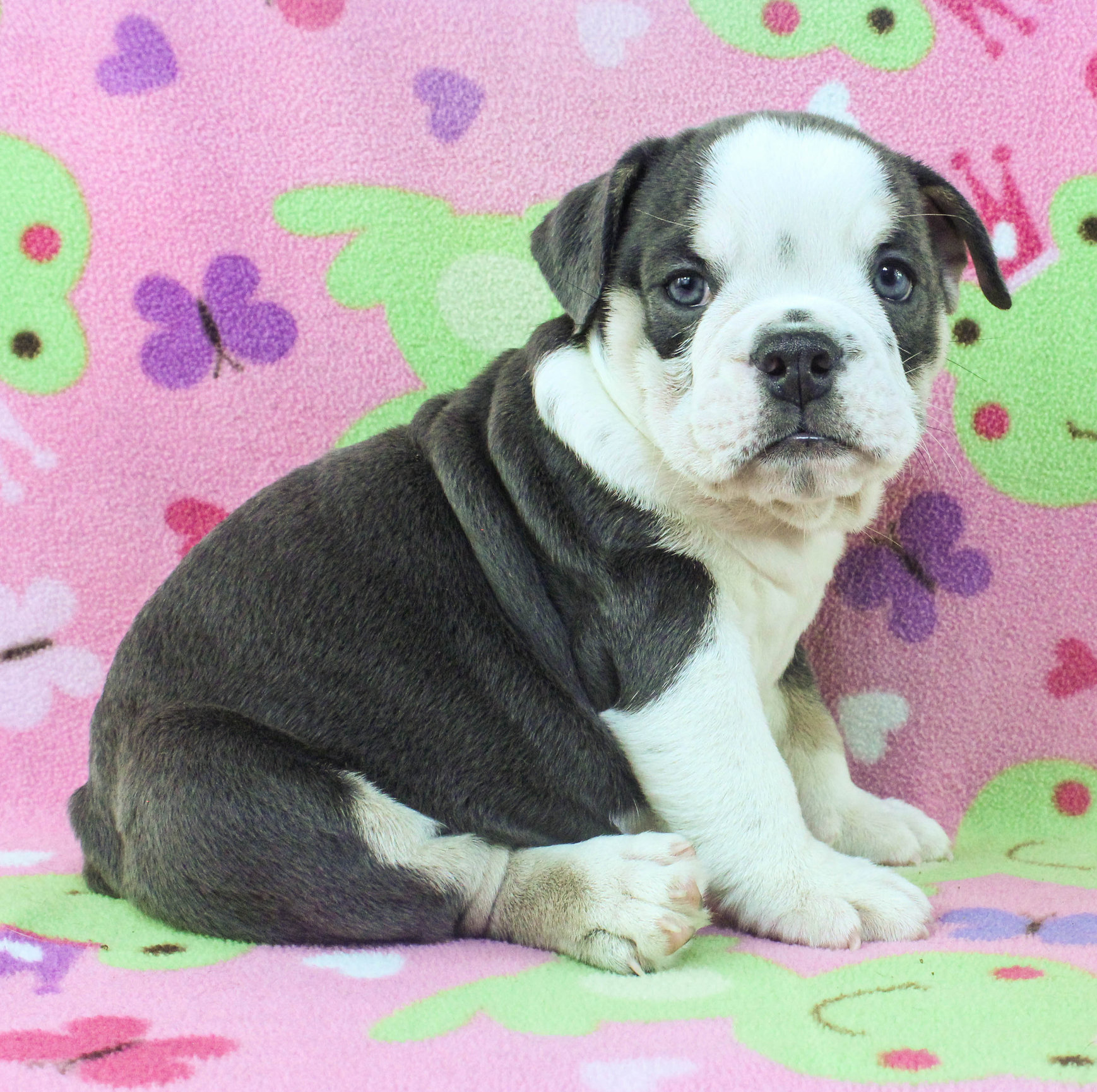 Home of the Smaller AKC English Bulldog Puppies - Newbies