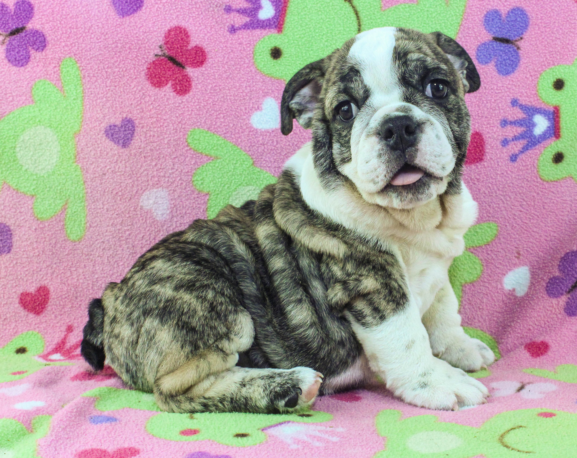 Home of the Smaller AKC English Bulldog Puppies - Newbies