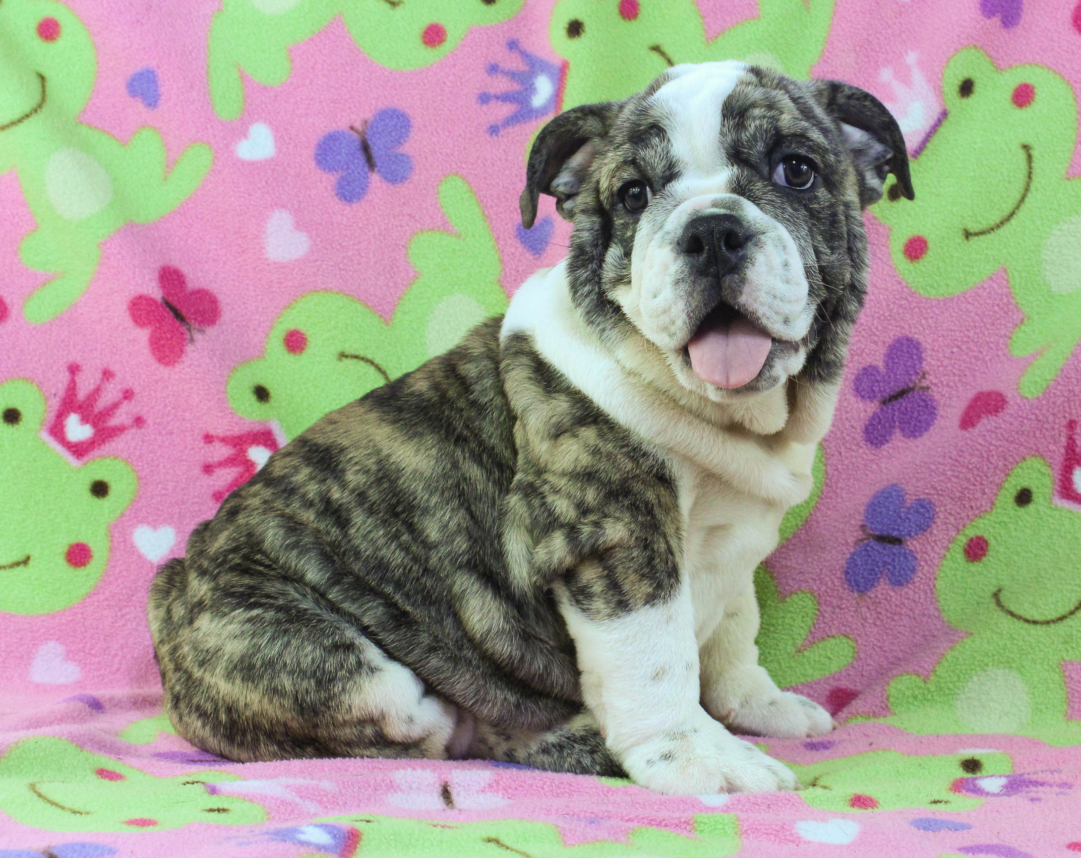 Home of the Smaller AKC English Bulldog Puppies - Newbies