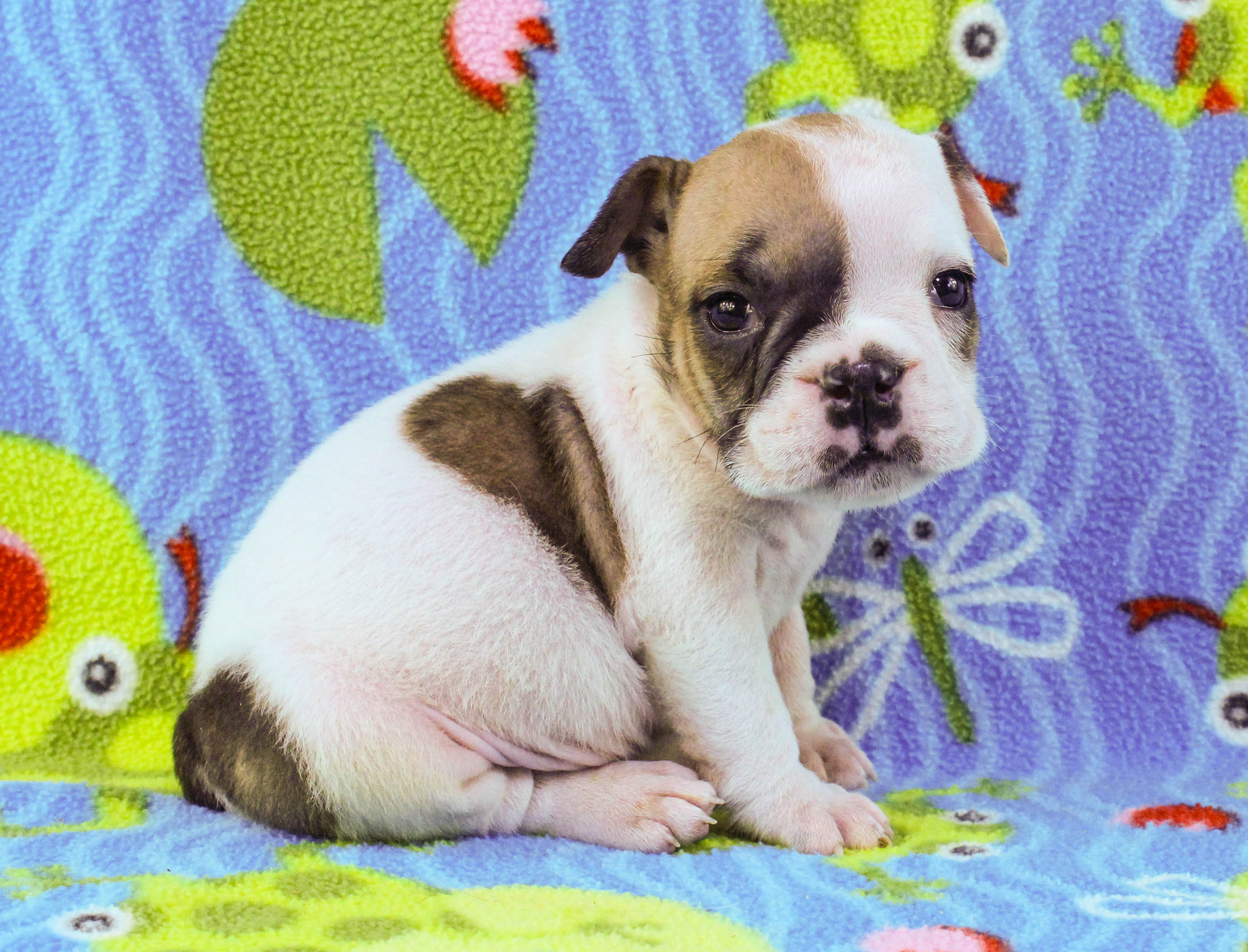 Home of the Smaller AKC English Bulldog Puppies - Newbies