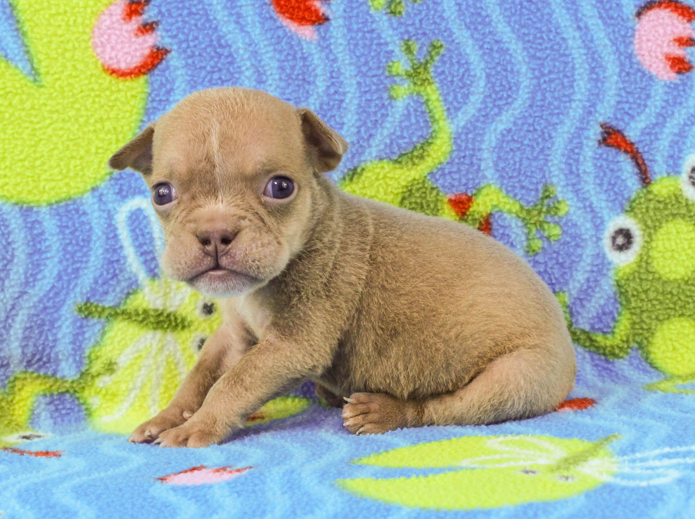 Home of the Smaller AKC English Bulldog Puppies - Newbies