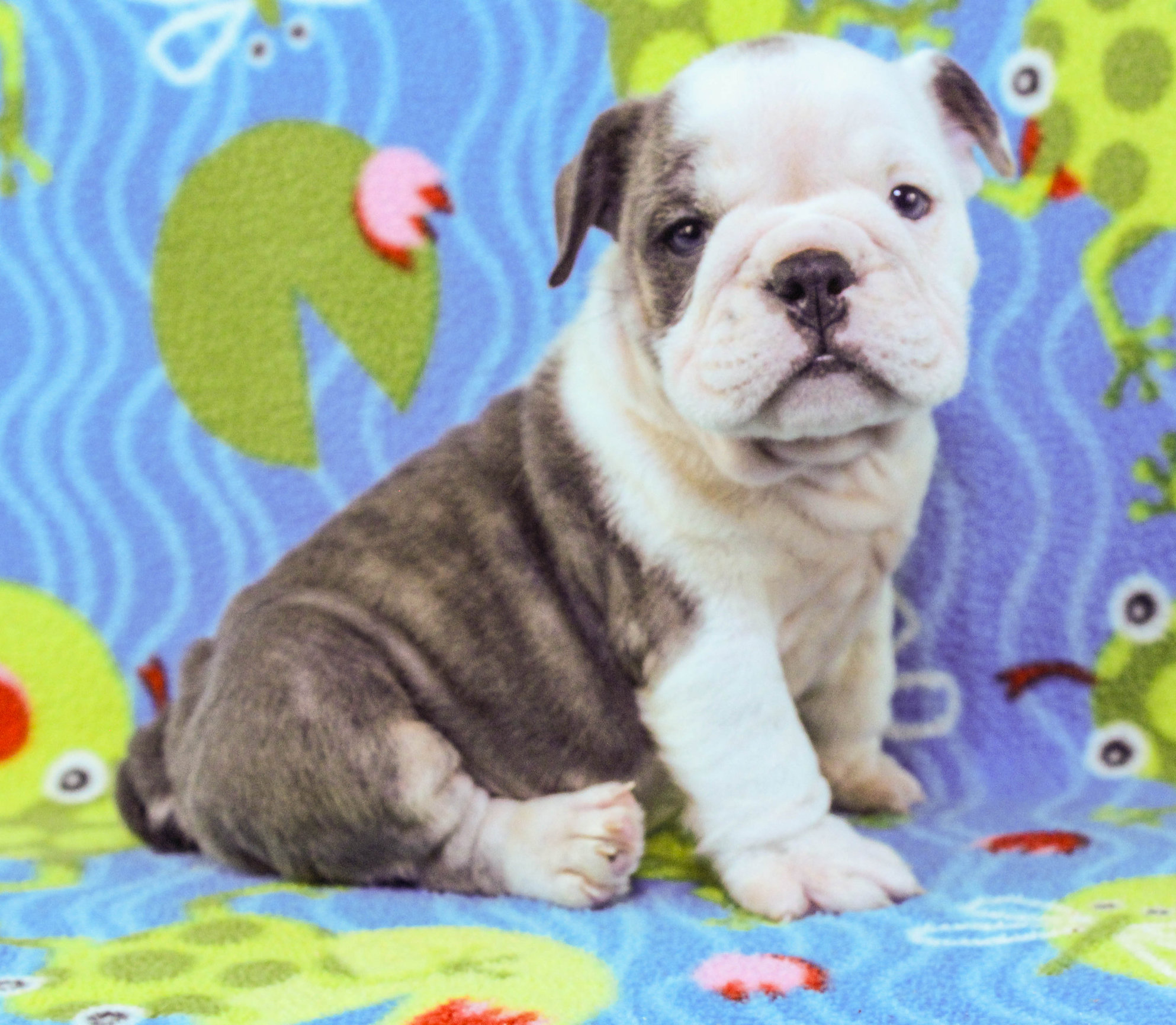 Home of the Smaller AKC English Bulldog Puppies - Newbies