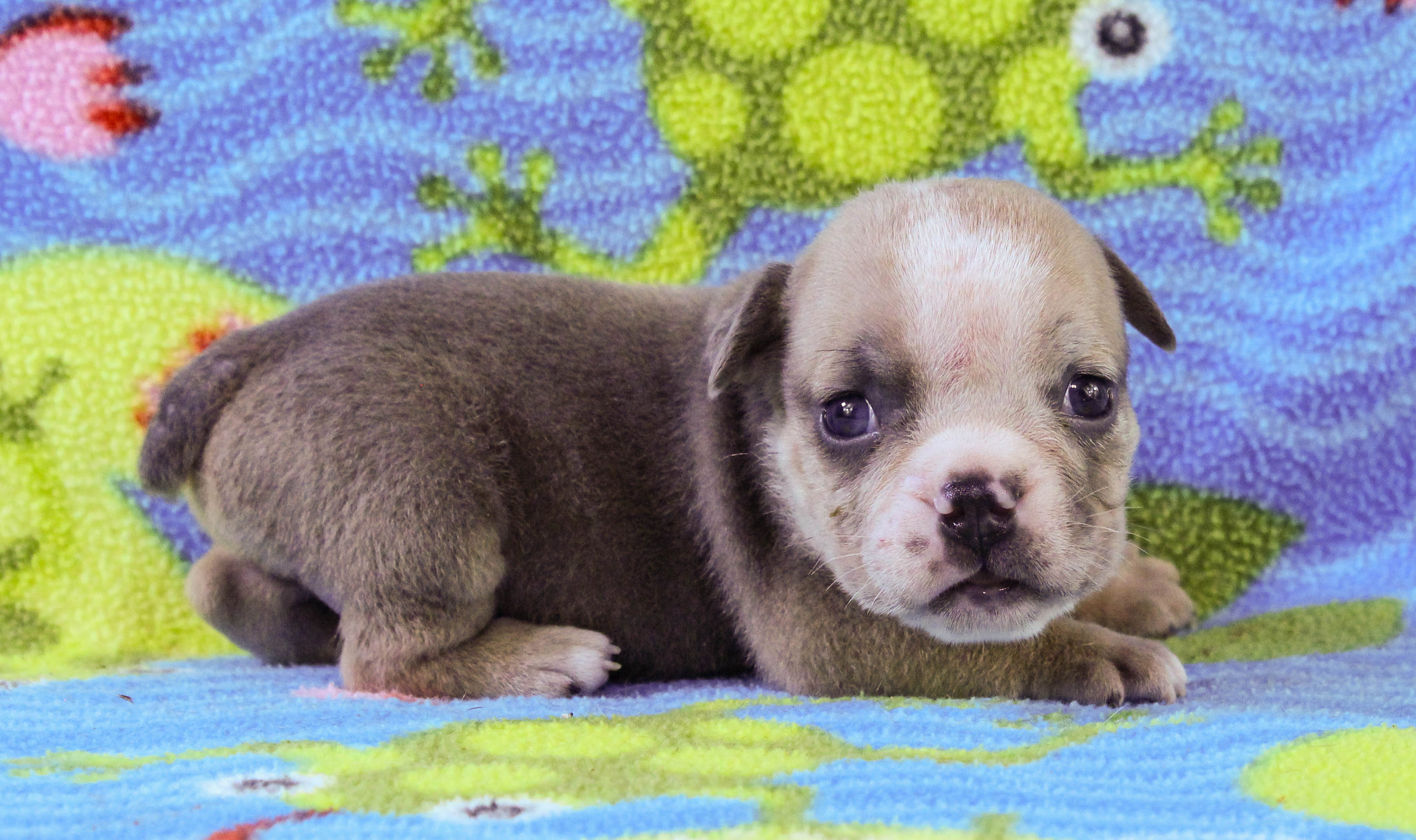 Home of the Smaller AKC English Bulldog Puppies - Newbies