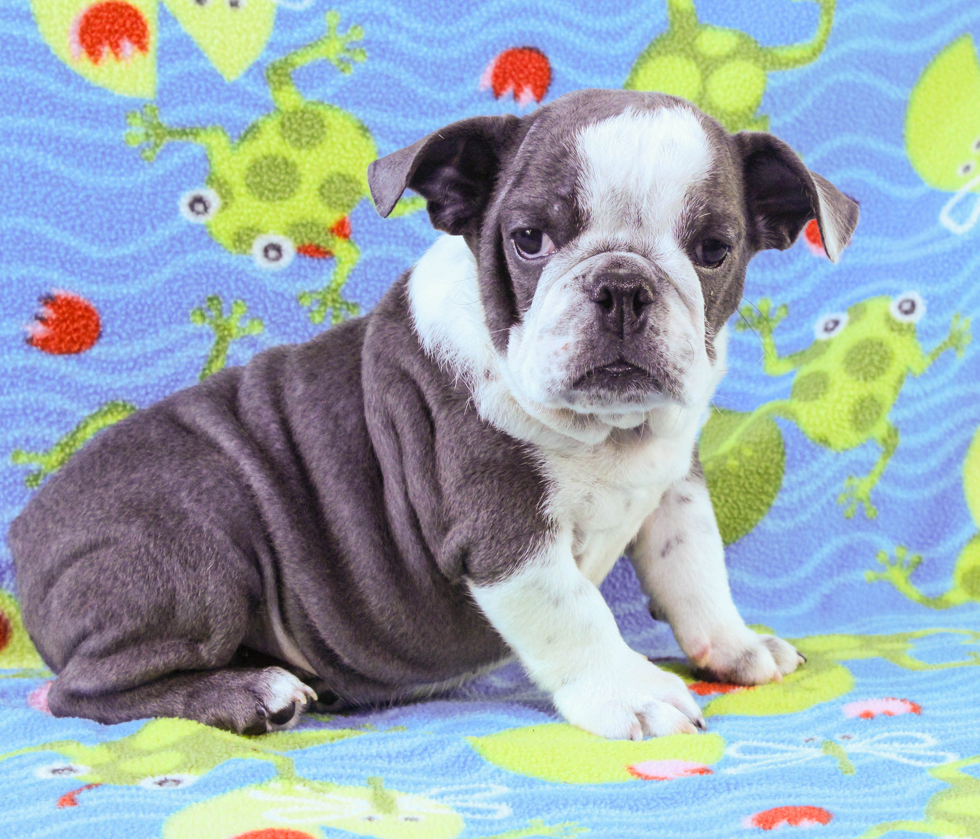 Home of the Smaller AKC English Bulldog Puppies - Newbies